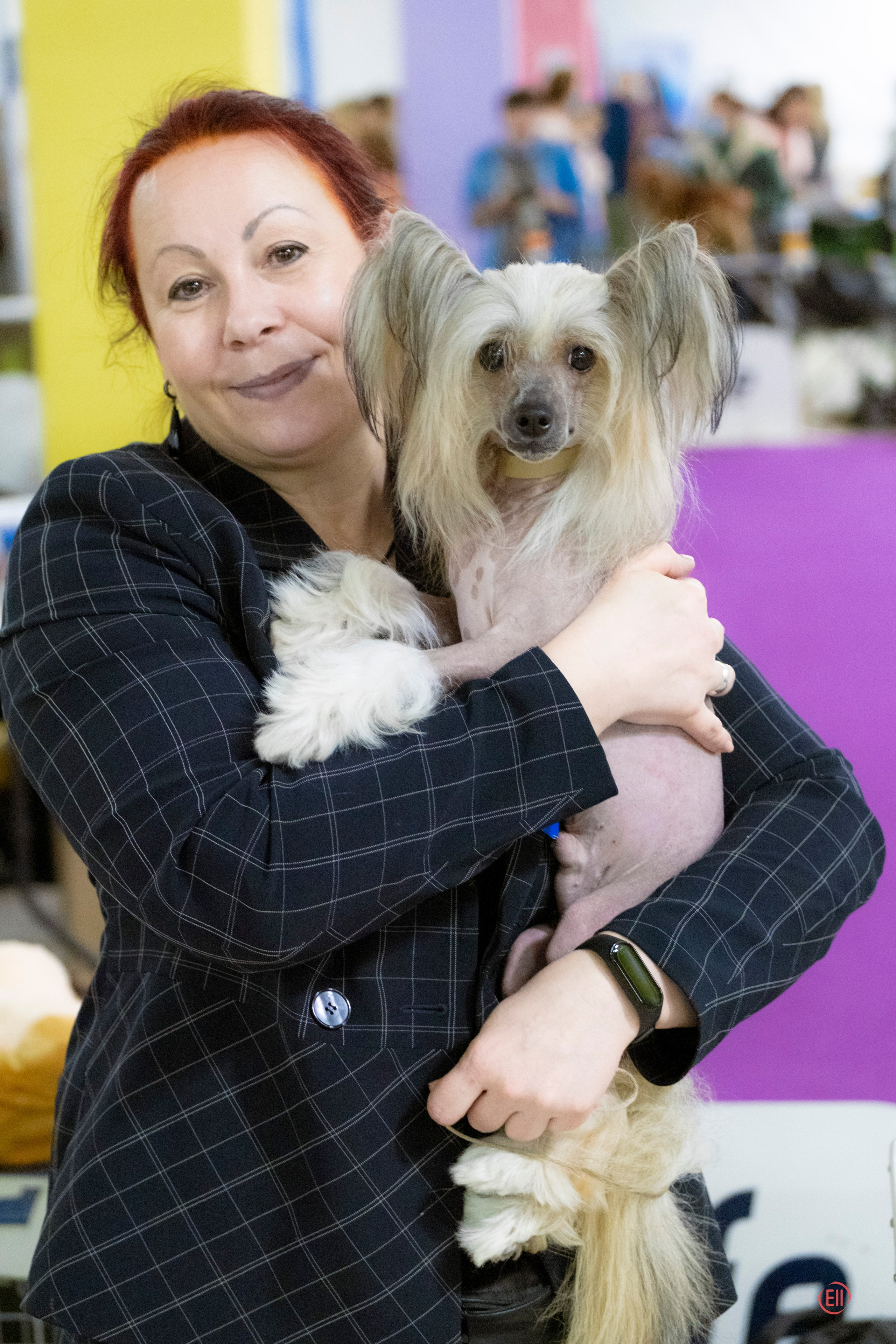 Честер — Юный Чемпион России. Питомник китайских хохлатых собак Poale Ell: купить щенка