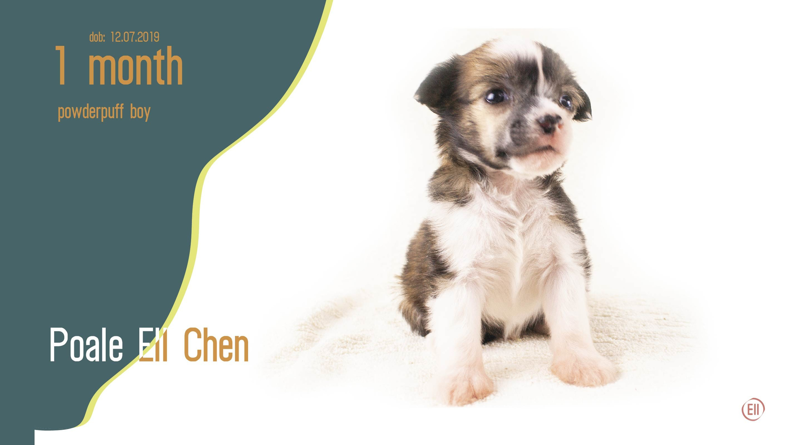 Litter C. Chinese Crested Dog Kennel Poale Ell