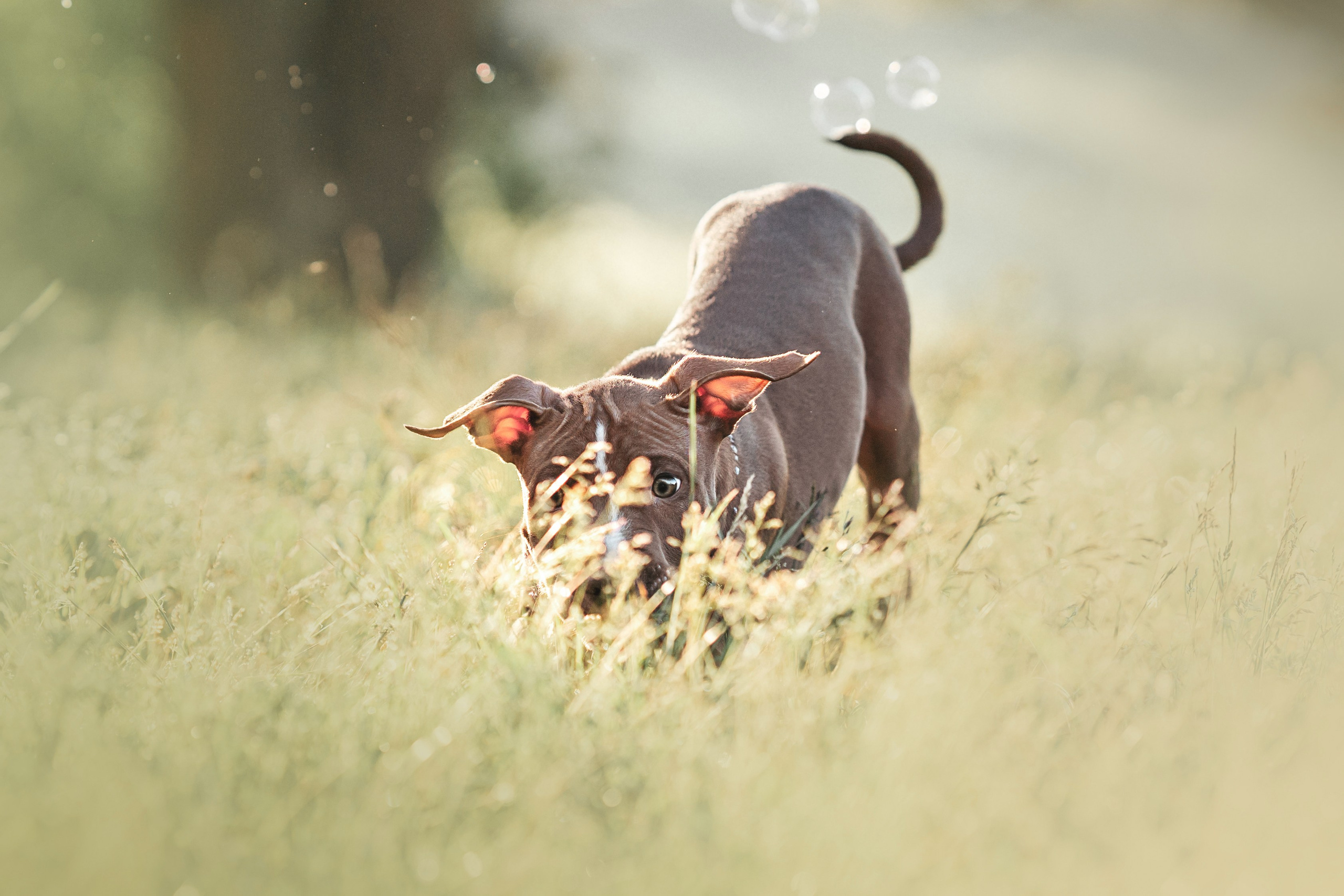 АПБТ. Фотограф анималист Осипчикова Мария