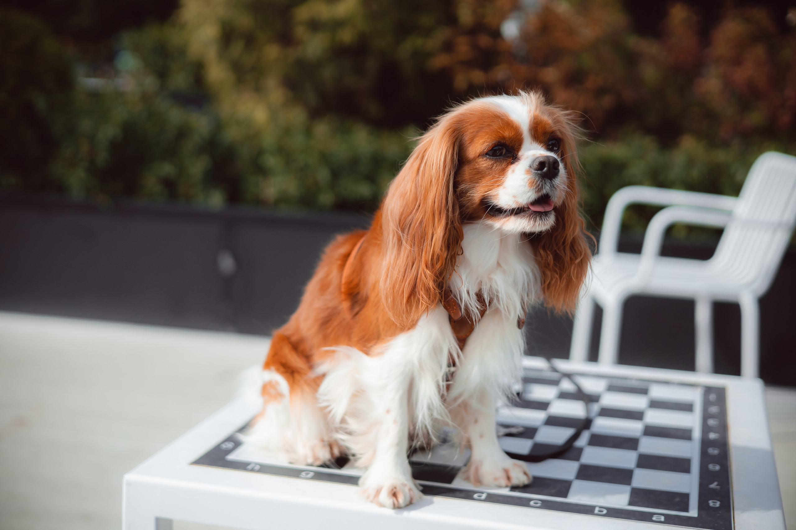 Элли. Художник и Фотограф Тимохина Юлия
