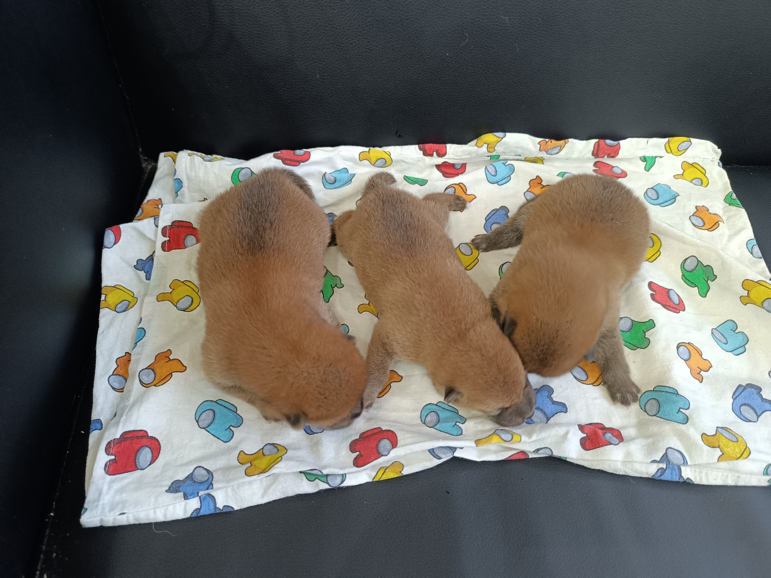 Общее Помет Л от 28.01.25. AMERICAN AKITA RUBYLIGHT KENNEL I SHIBA-INU