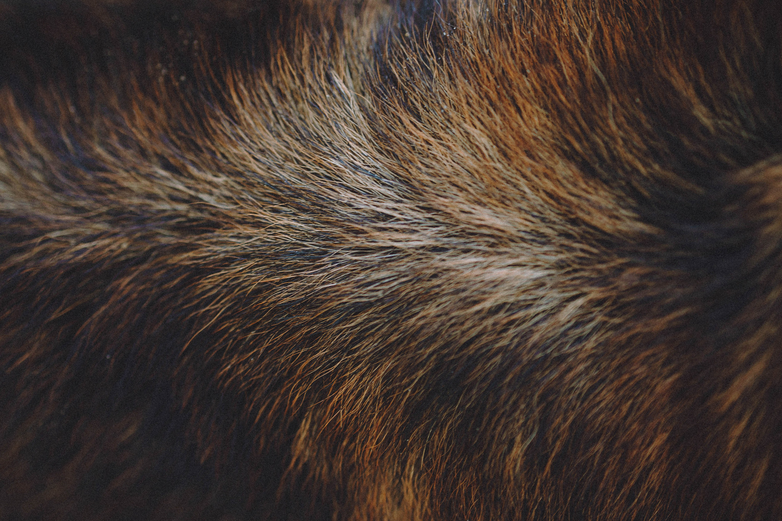 Таня, Ерш и Оллик