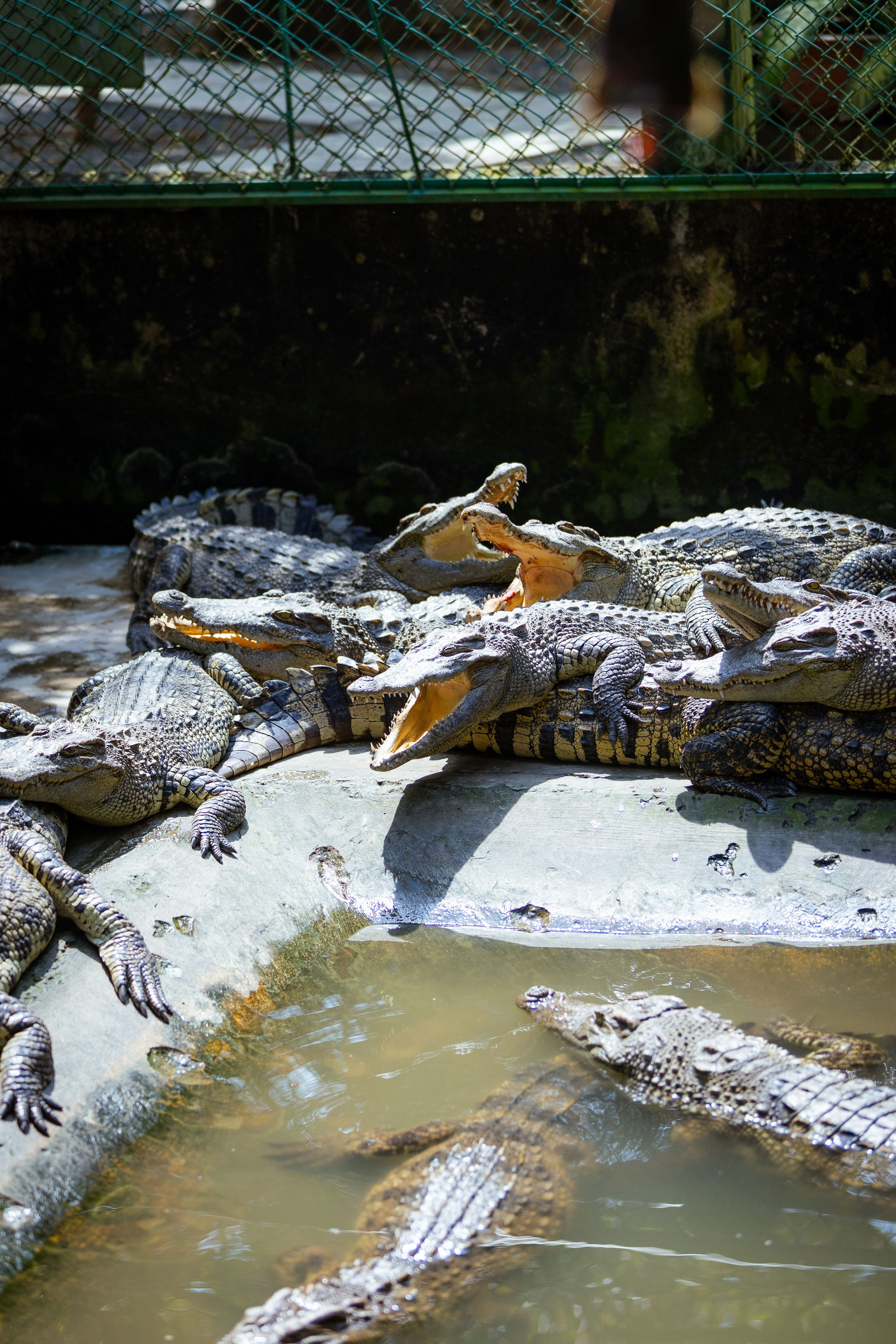 Вьетнам (зима 2025-2026). Фотограф Виноградов Константин