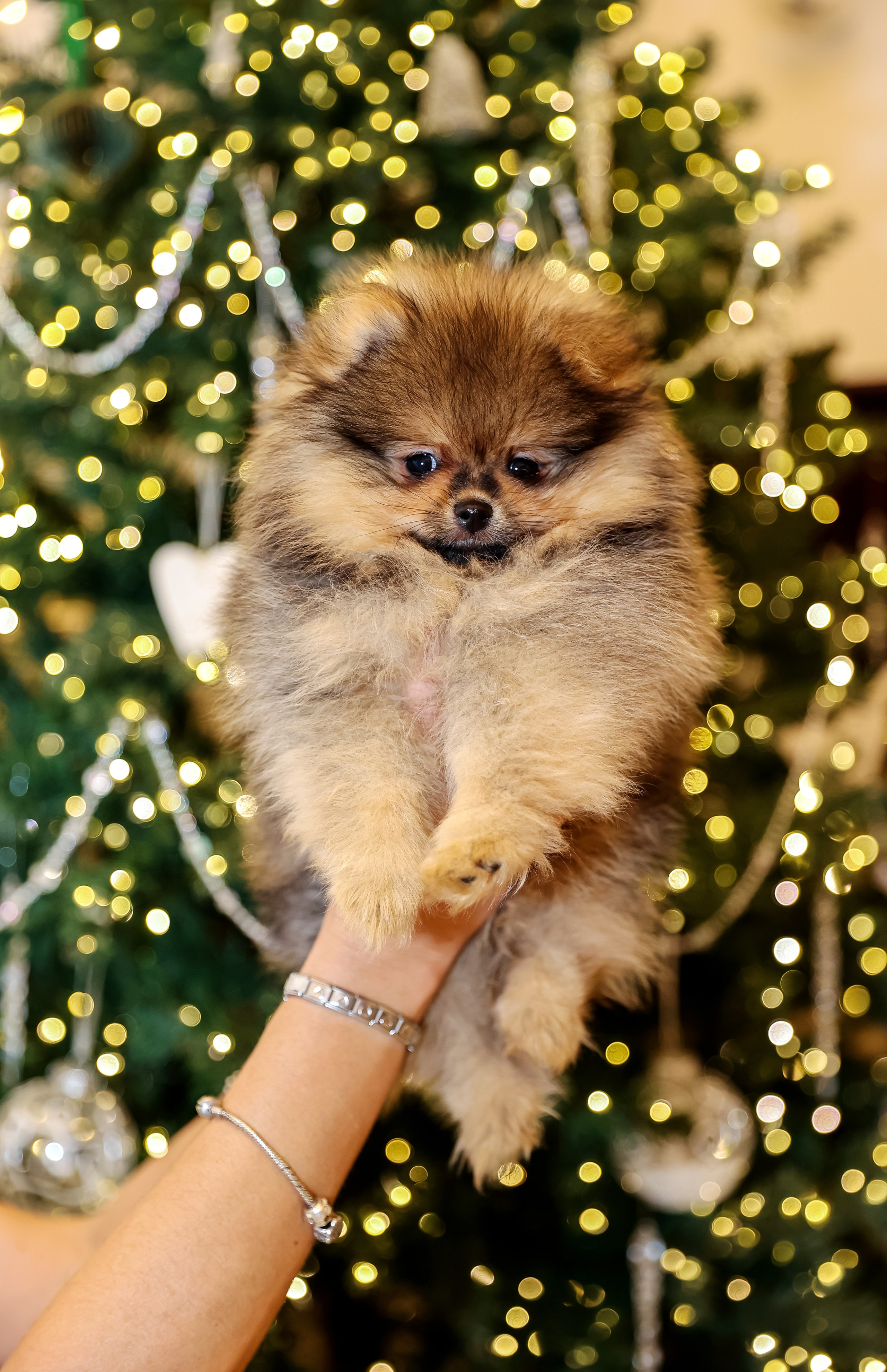 Съемка щенков шпица. Фотограф — Татьяна Кириллова, г. Санкт-Петербург