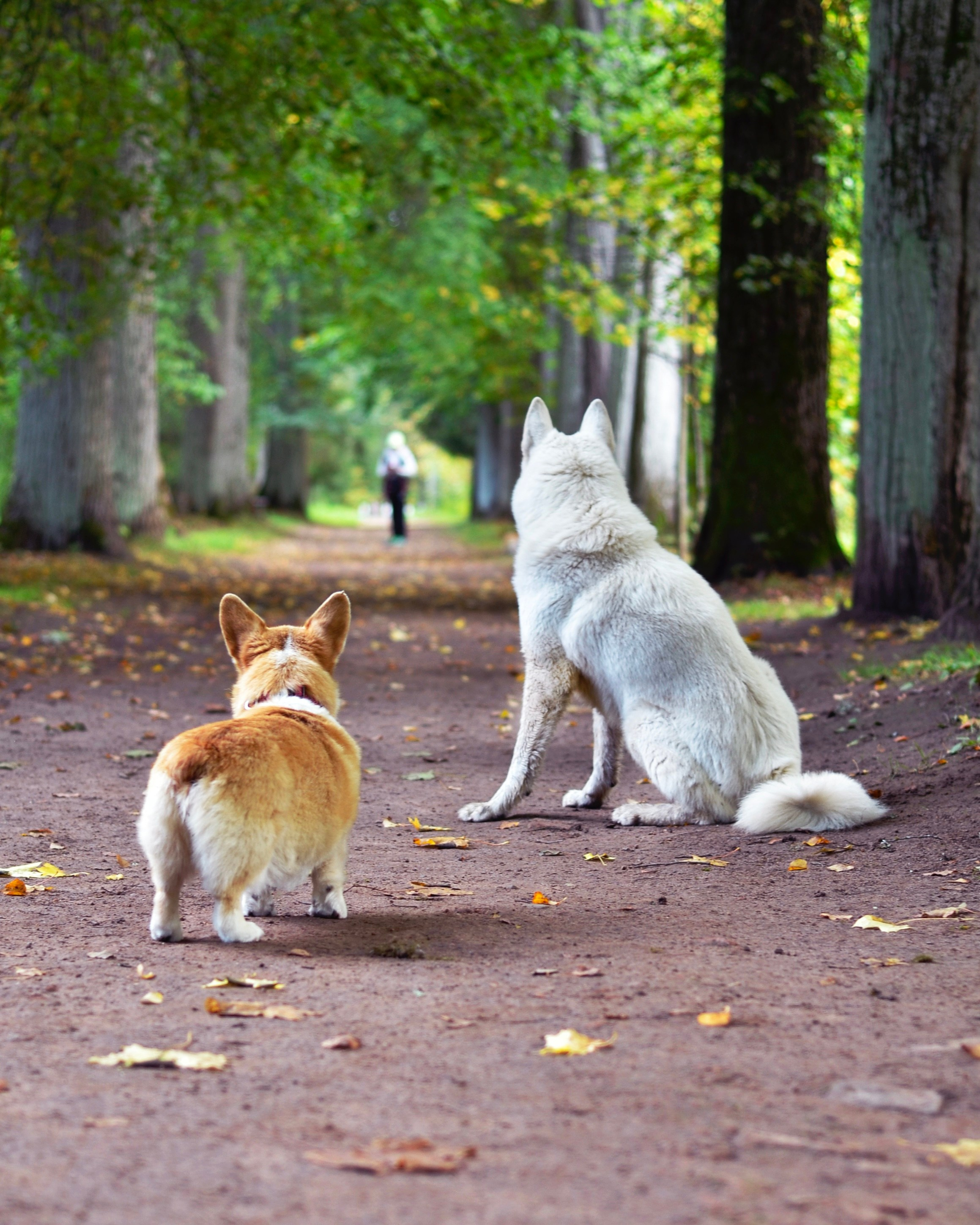 Прогулки с питомцами и без. Фотограф анималист