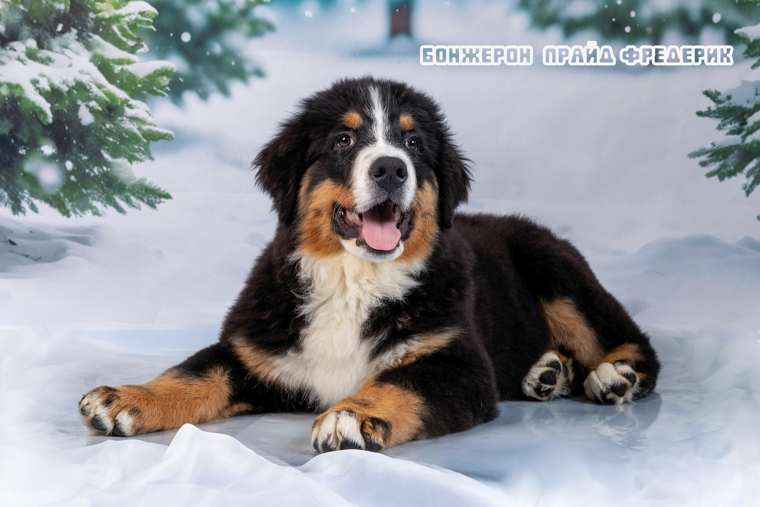 Бонжерон прайд. Фотограф 📸 семейный, предметный, репортажный