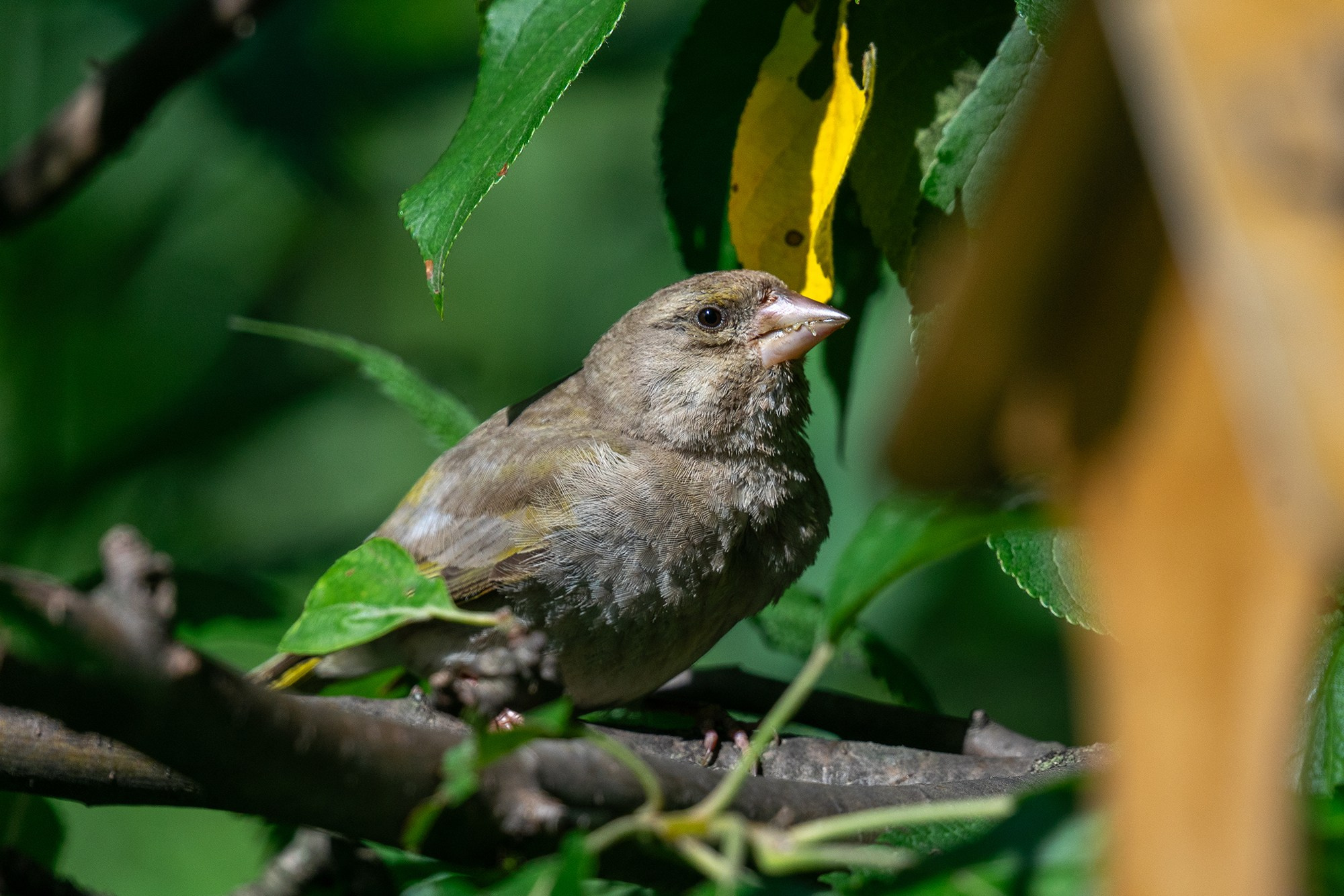 Удивительные мир птиц. Вокруг нас столько прекрасного — присмотритесь!. Ваш личный фотограф Марина Волкова