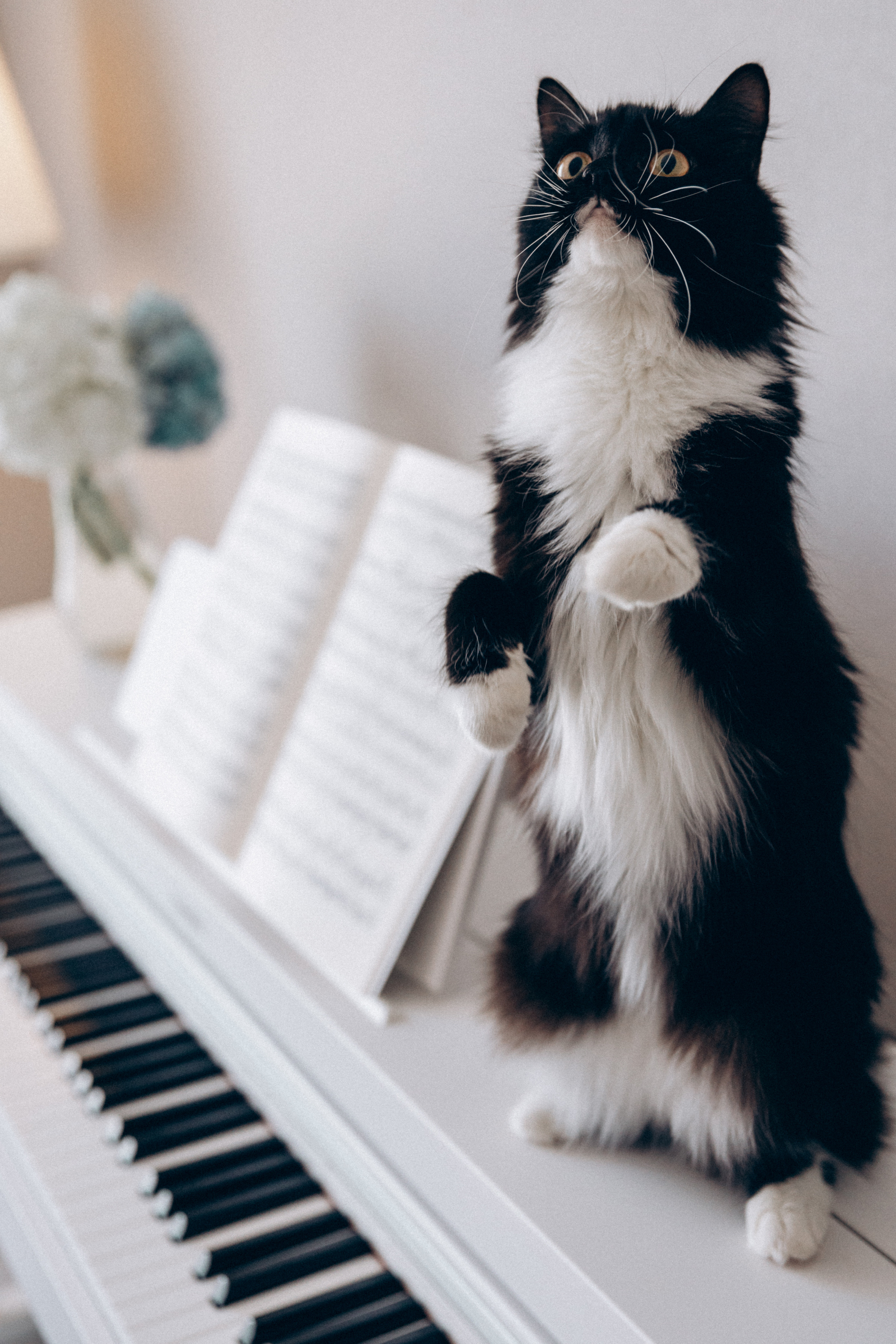 AZIZA. Свадебный фотограф в Астане Асанали Балтахан