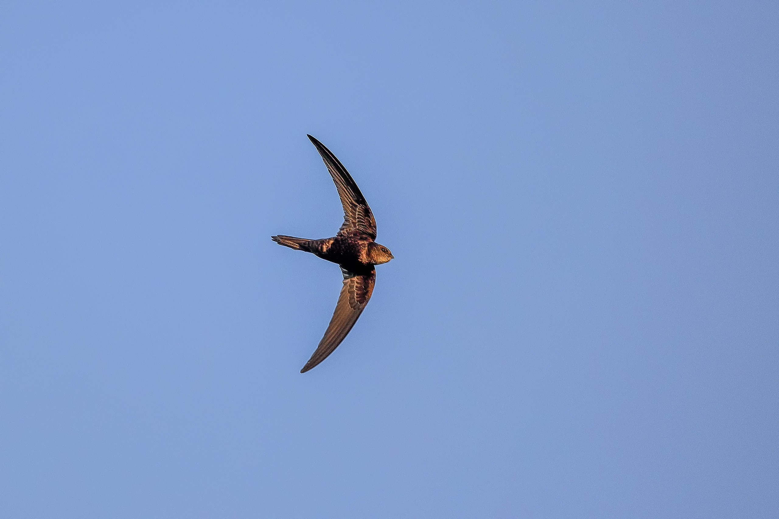 Стриж черный