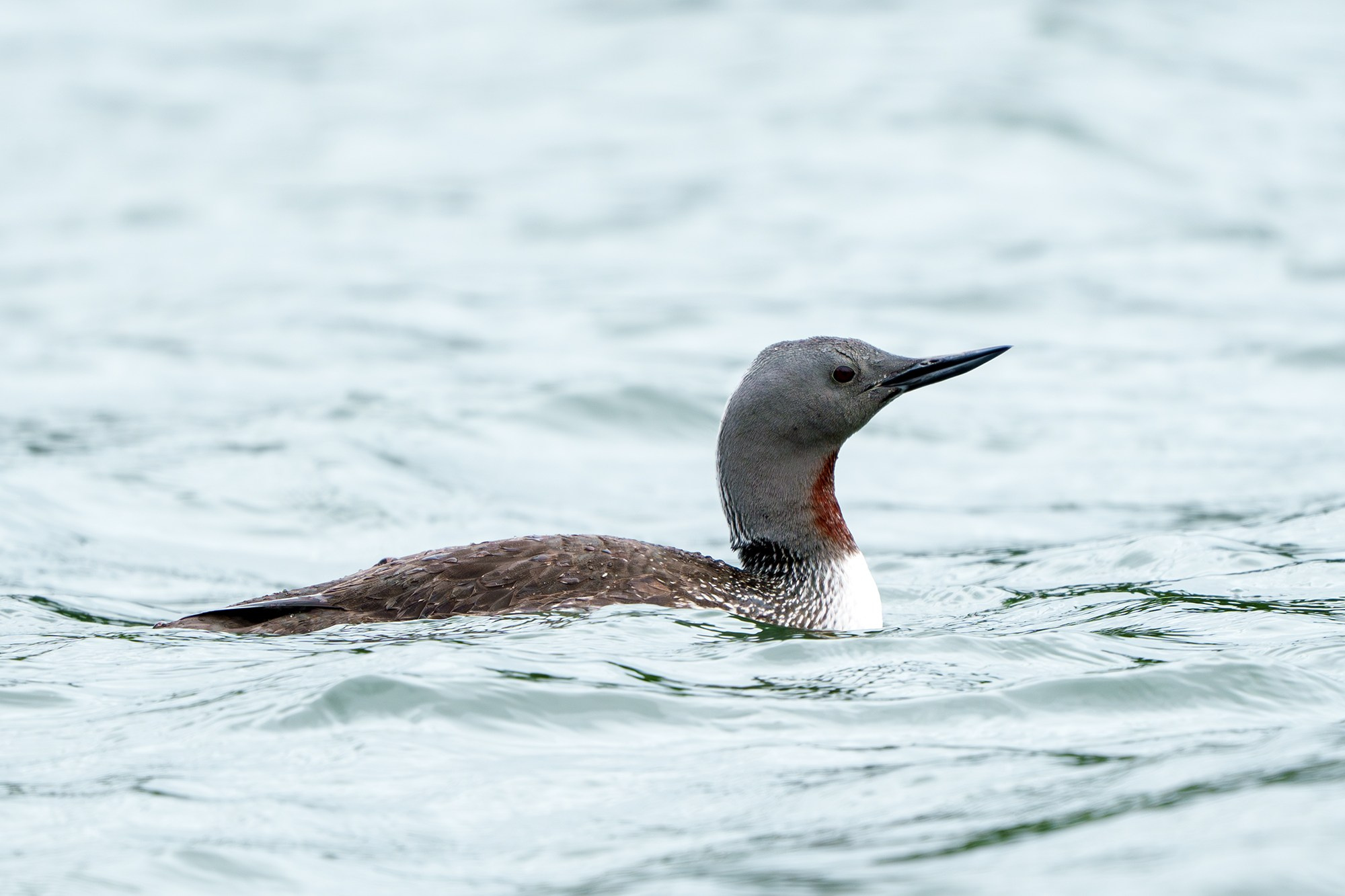 Удивительные мир птиц. Вокруг нас столько прекрасного — присмотритесь!. Ваш личный фотограф Марина Волкова