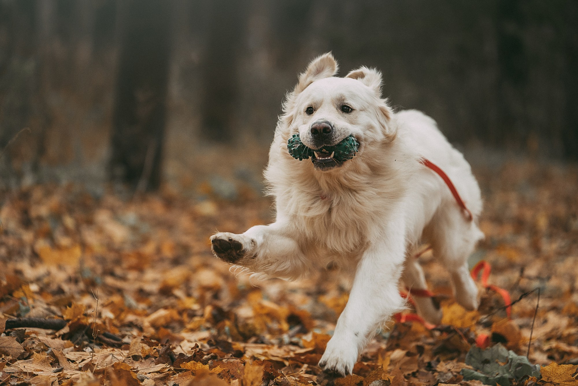 Лена и Мерлин. Фотограф анималист в Москве и Санкт-Петербурге Свиридова Анна