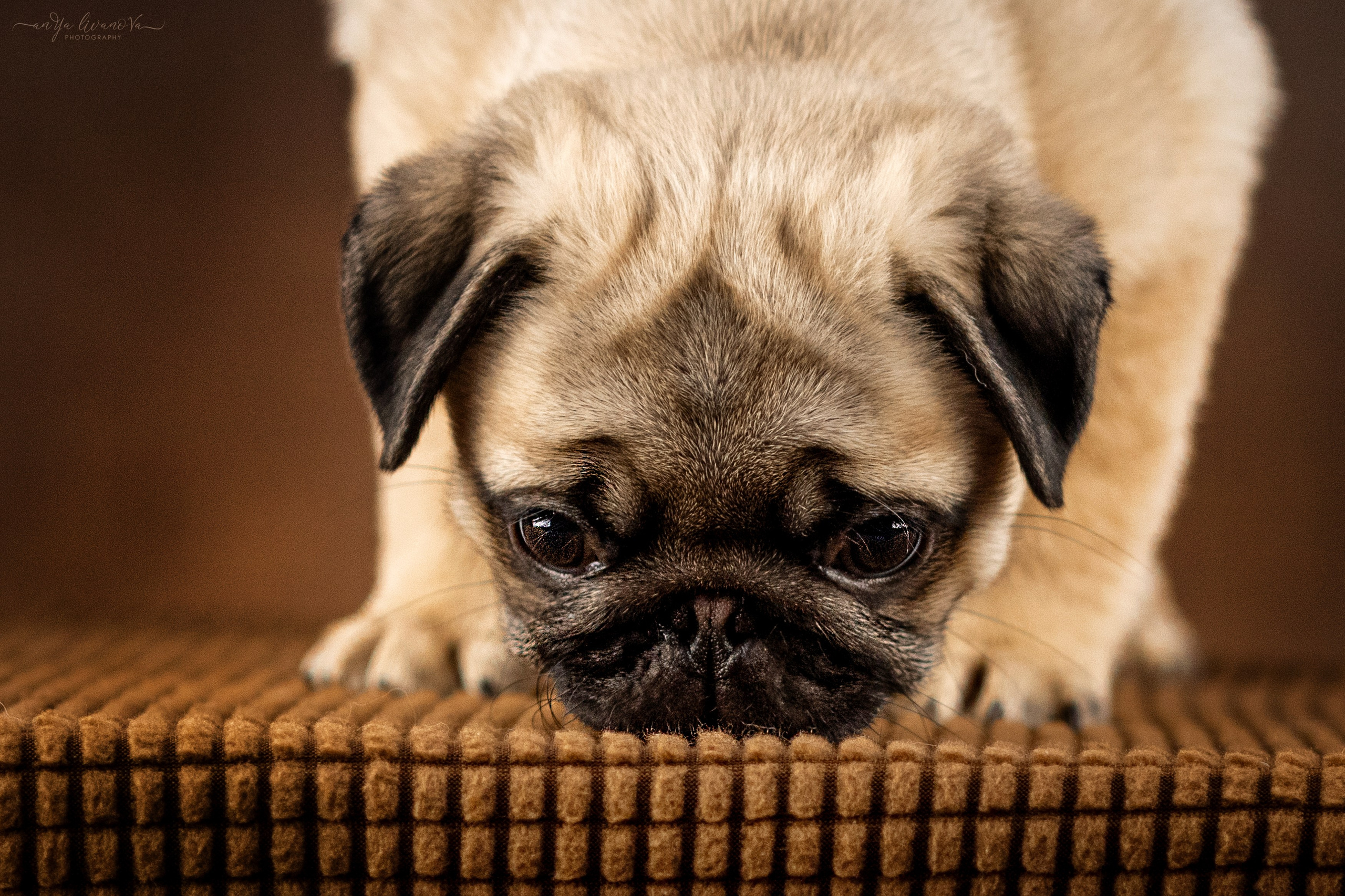 Мопсик. Фотограф анималист Аня Ливанова | Рыбинск