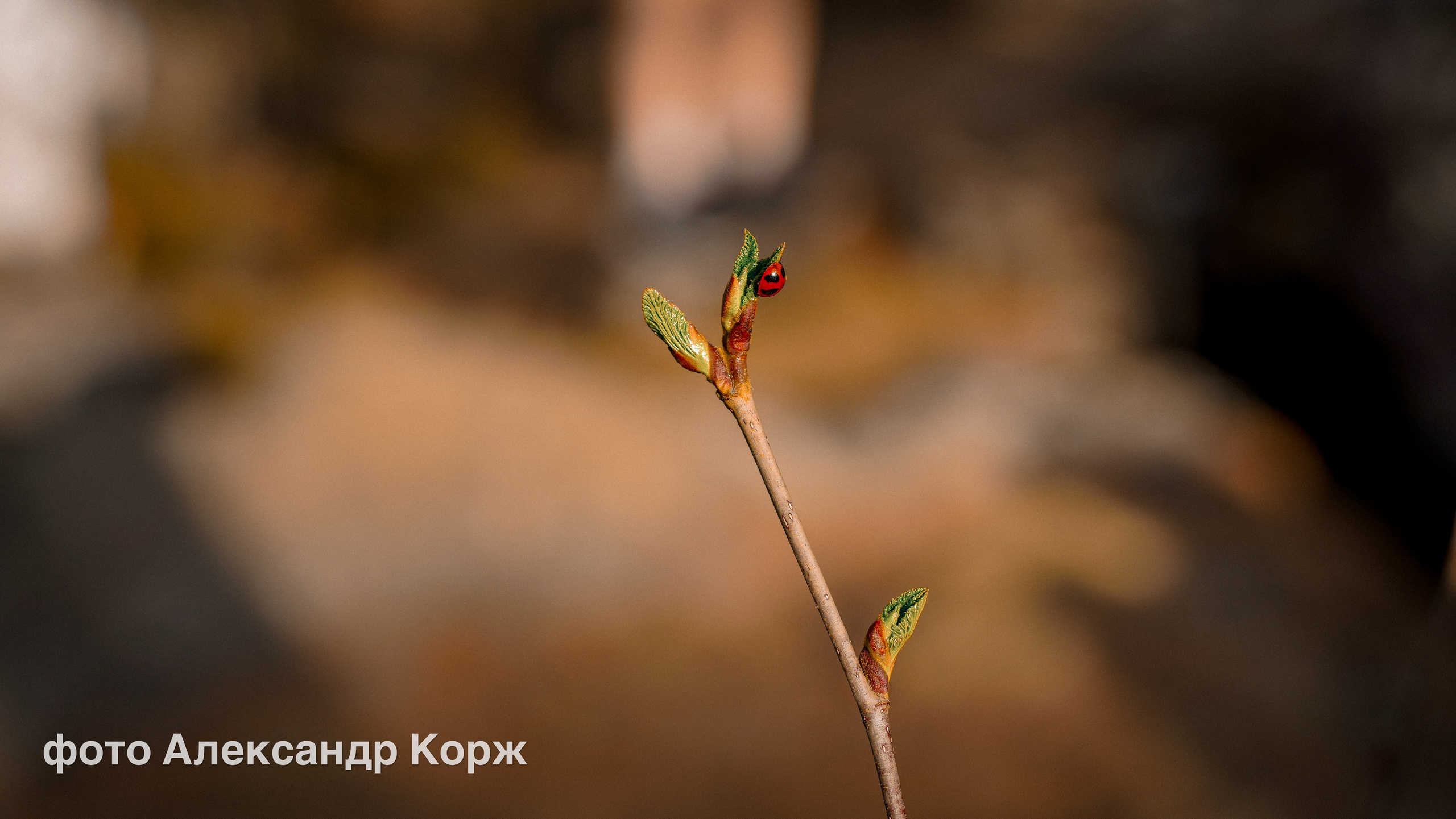 Животные. Фотографии и видеосъемка, Айхал, Удачный, Якутия. Фотографии Айхал