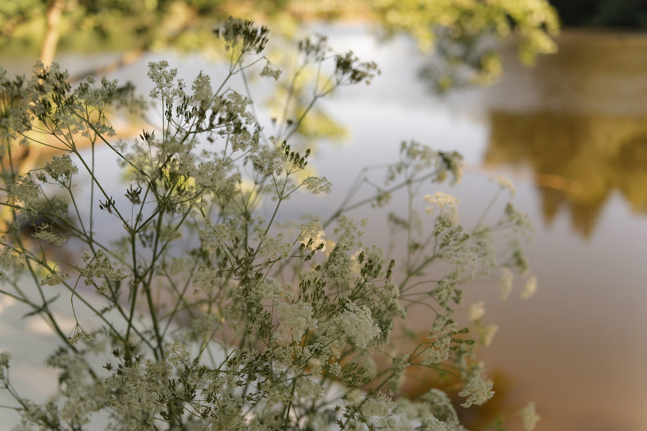 Карим и Ольга вечеринка под открытым небом в «Лесной даче». Афина Ефимова. Свадебный фотограф Москва
