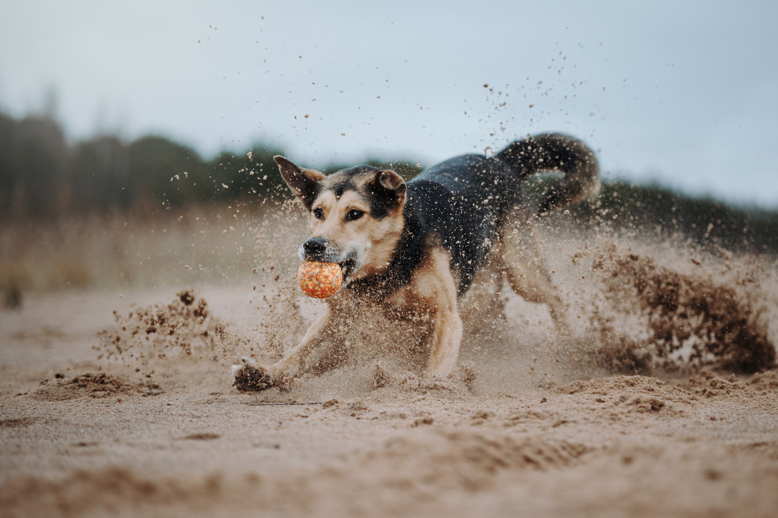 Наталья и Того. Фотограф — Анималист | Санкт-Петербург