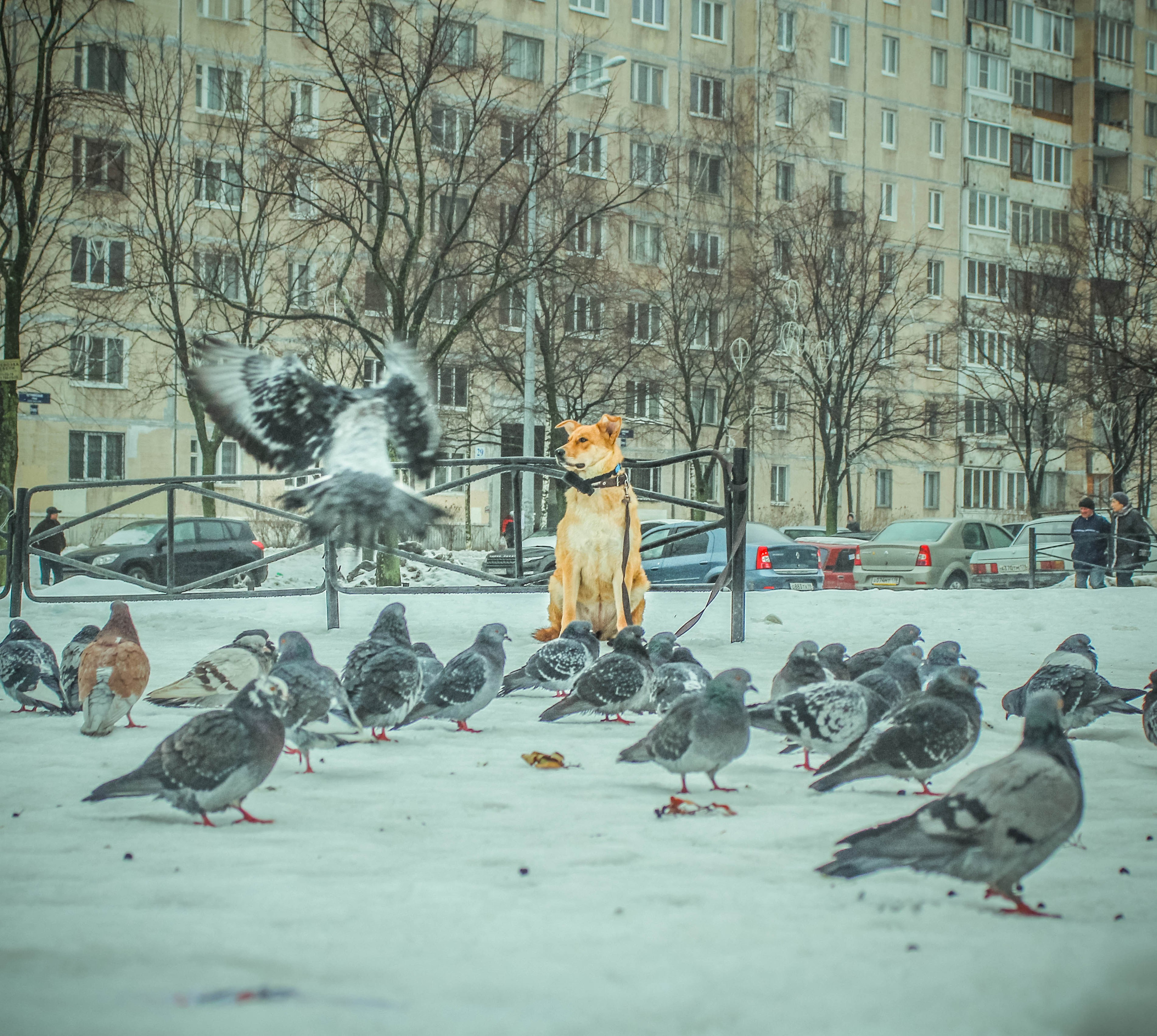 2013. Стрит-фотография, полная абсурда, идиотизма и красоты