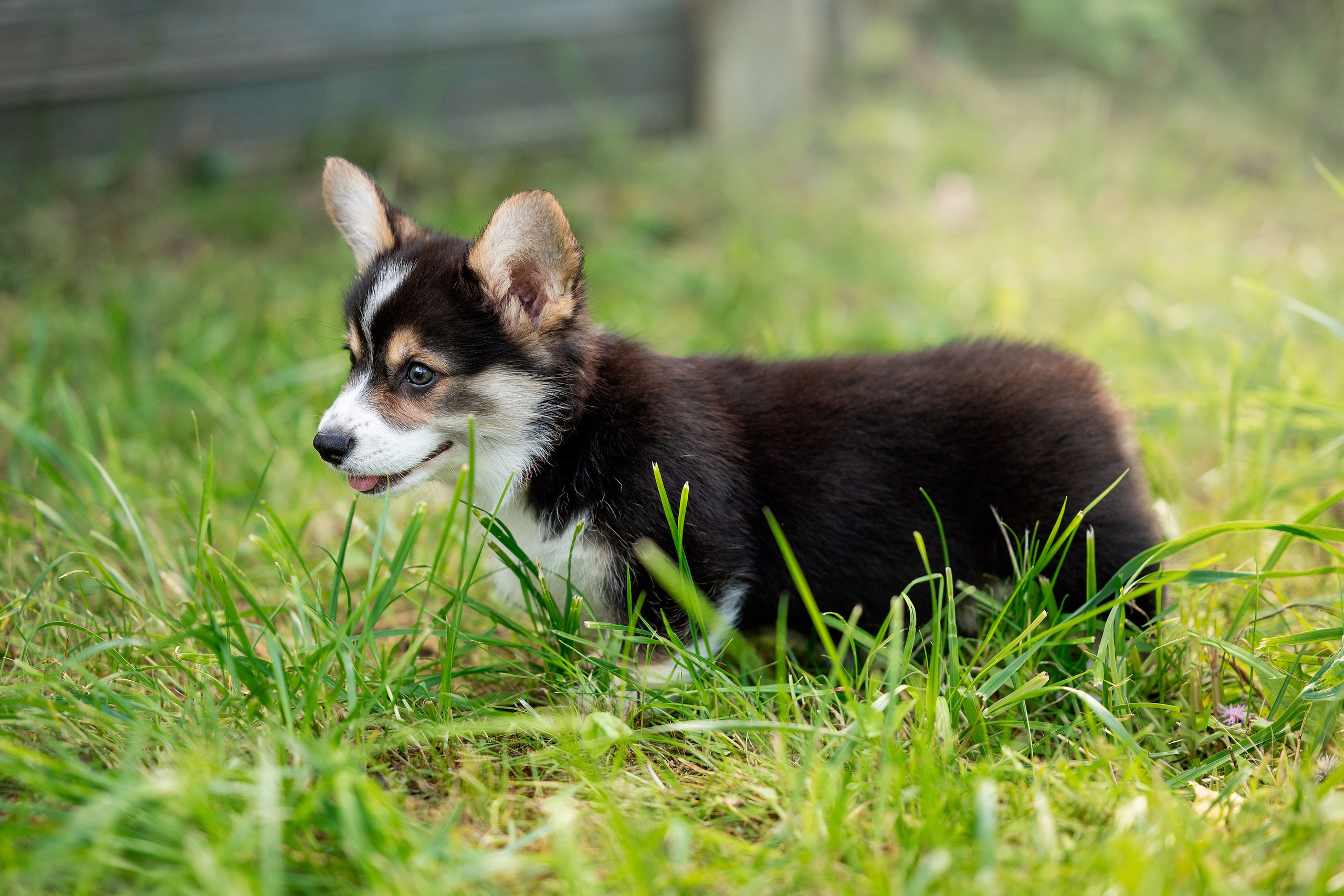 Заводчик Анастасия Подгорбунская. Творческий фотограф Вологда