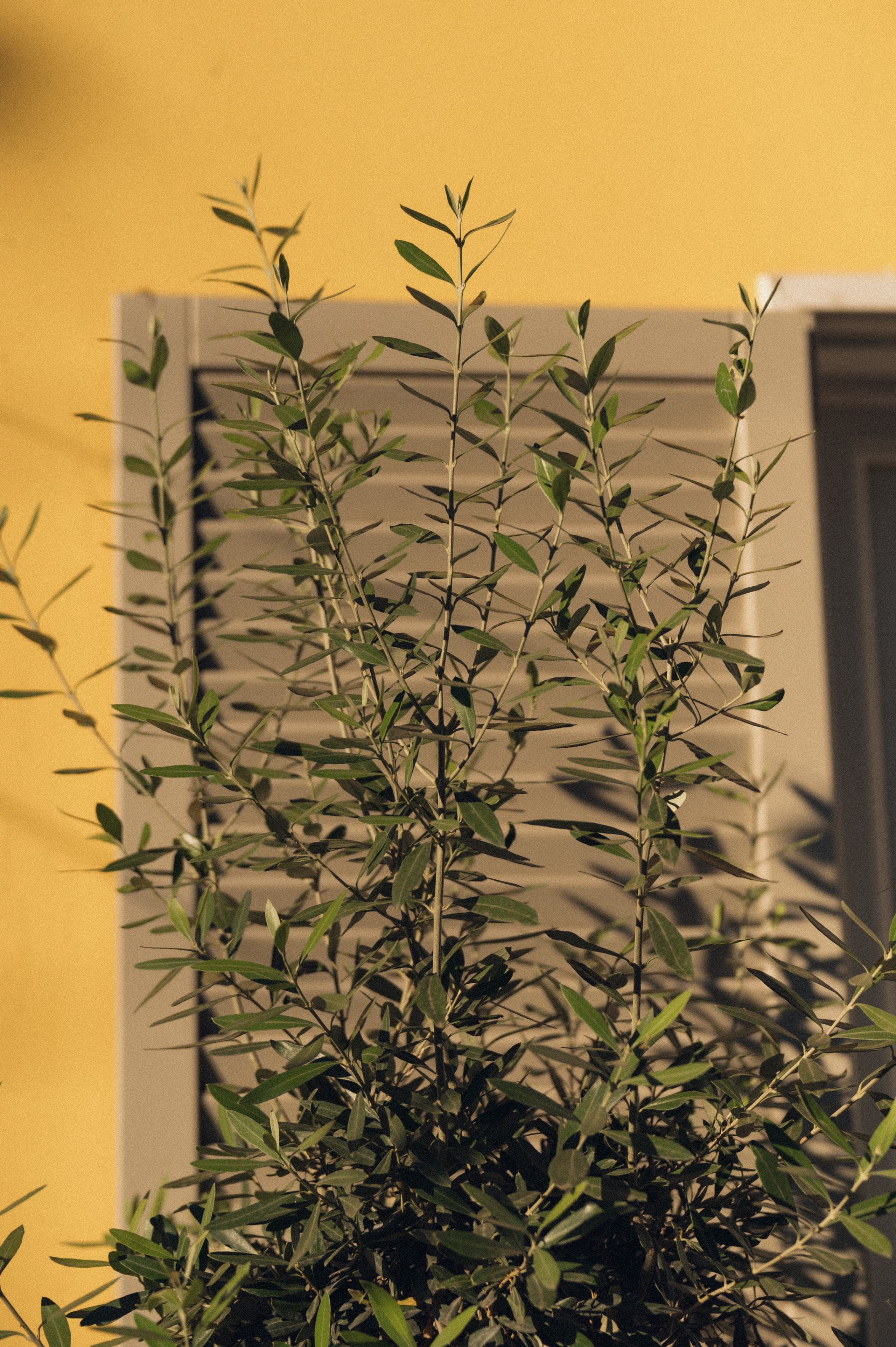 Данил и Оля. Свадебный фотограф и видеограф