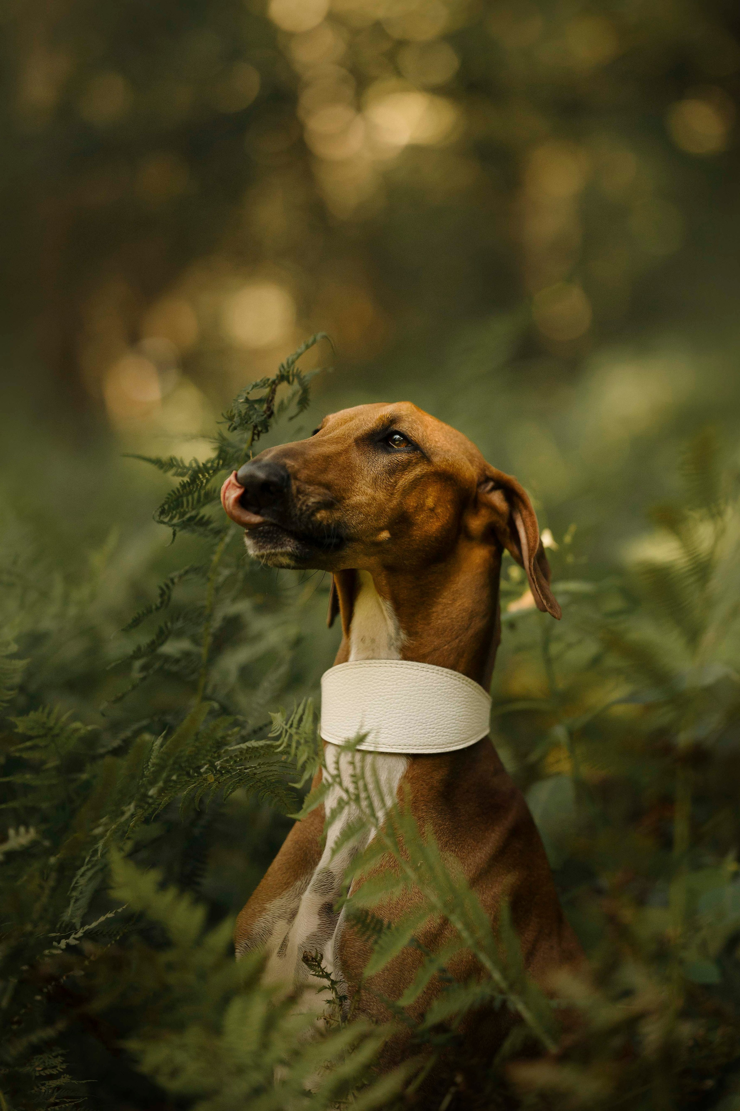 Заказать съемку. Фотограф- анималист Александра Матвеева