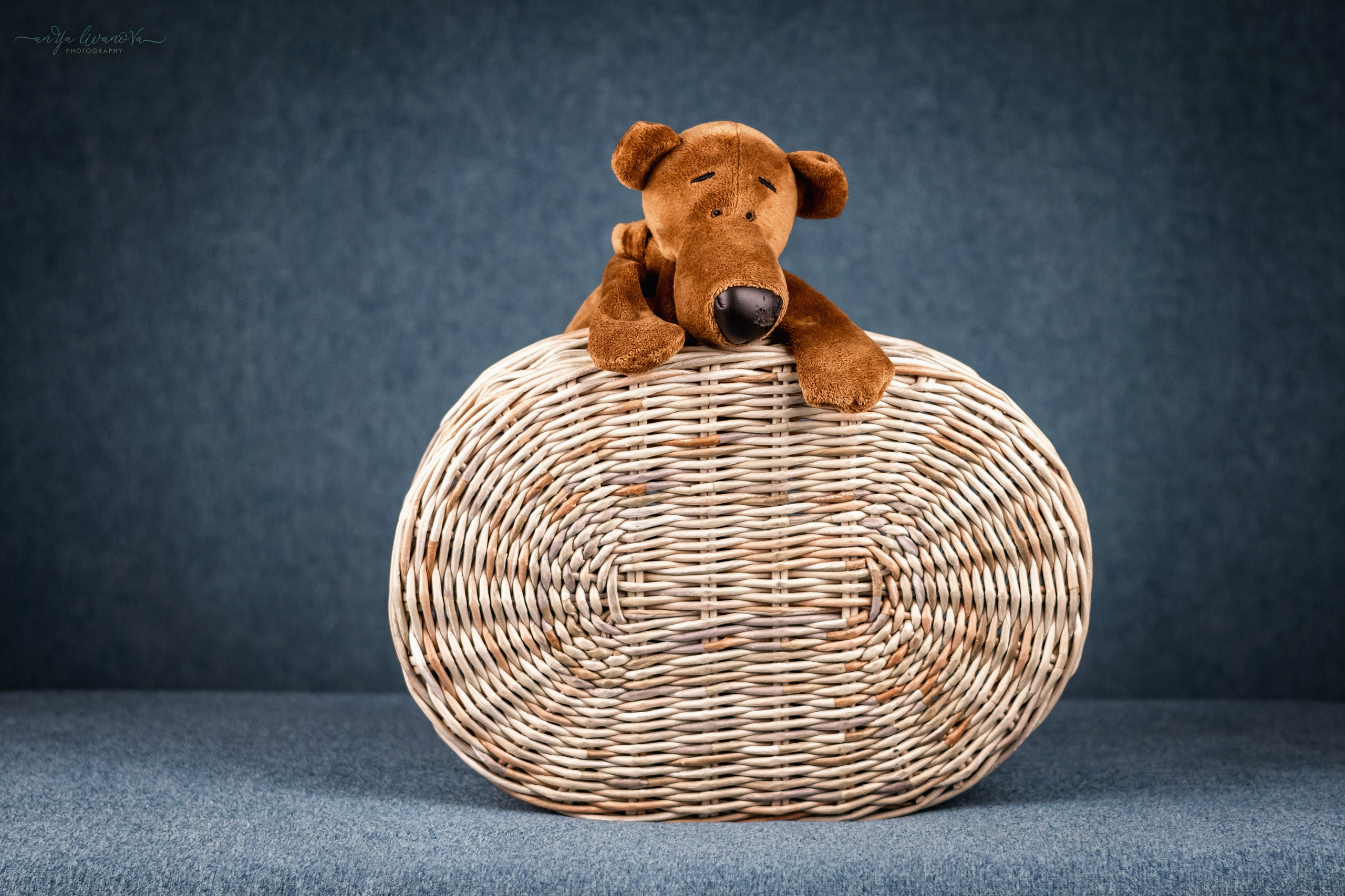 Бирюзовый фон. Фотограф анималист Аня Ливанова | Рыбинск