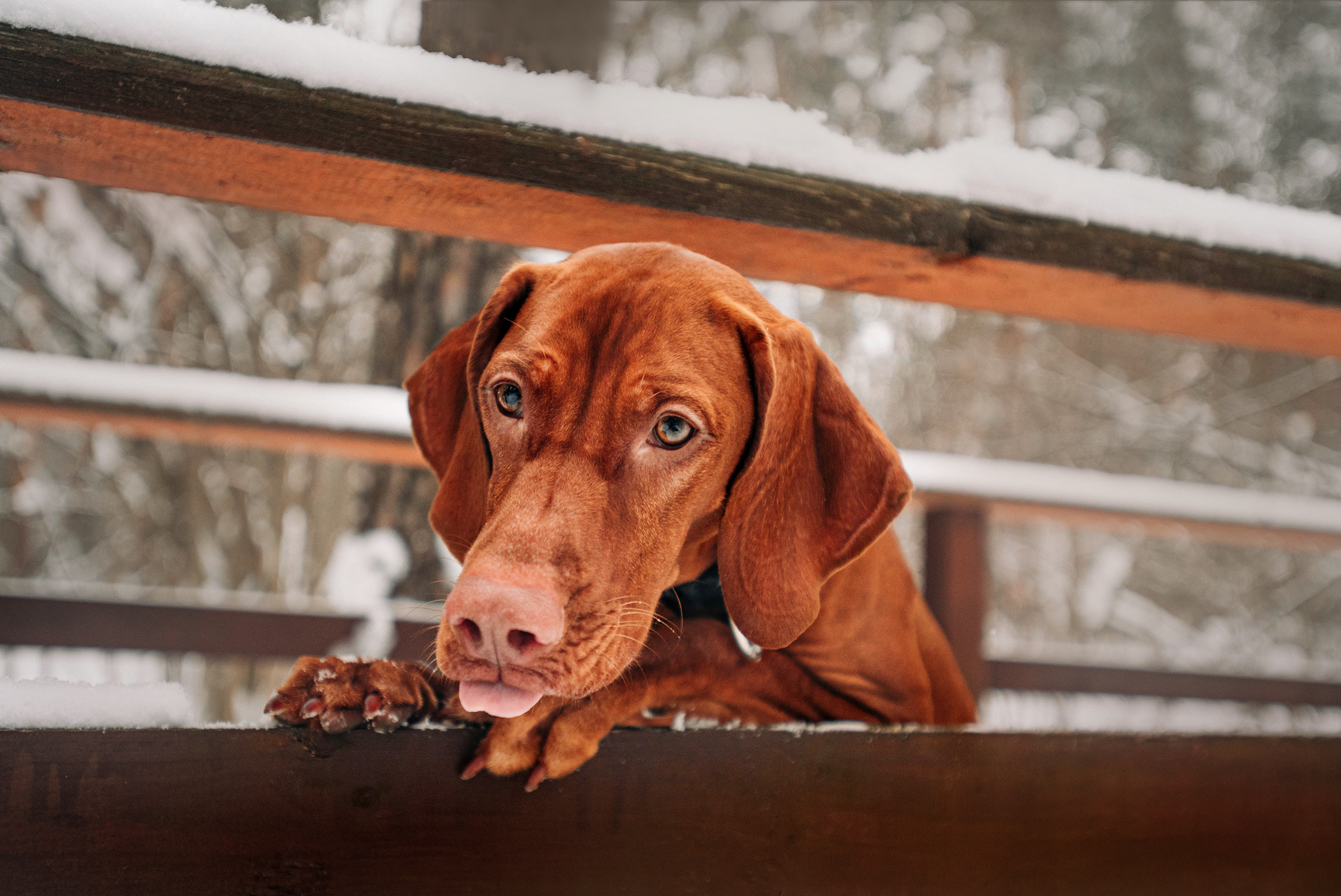 Семья Доры — прогулка с Леной и Лешей. Фотограф — анималист Саратов/Москва|Плужникова Юлия