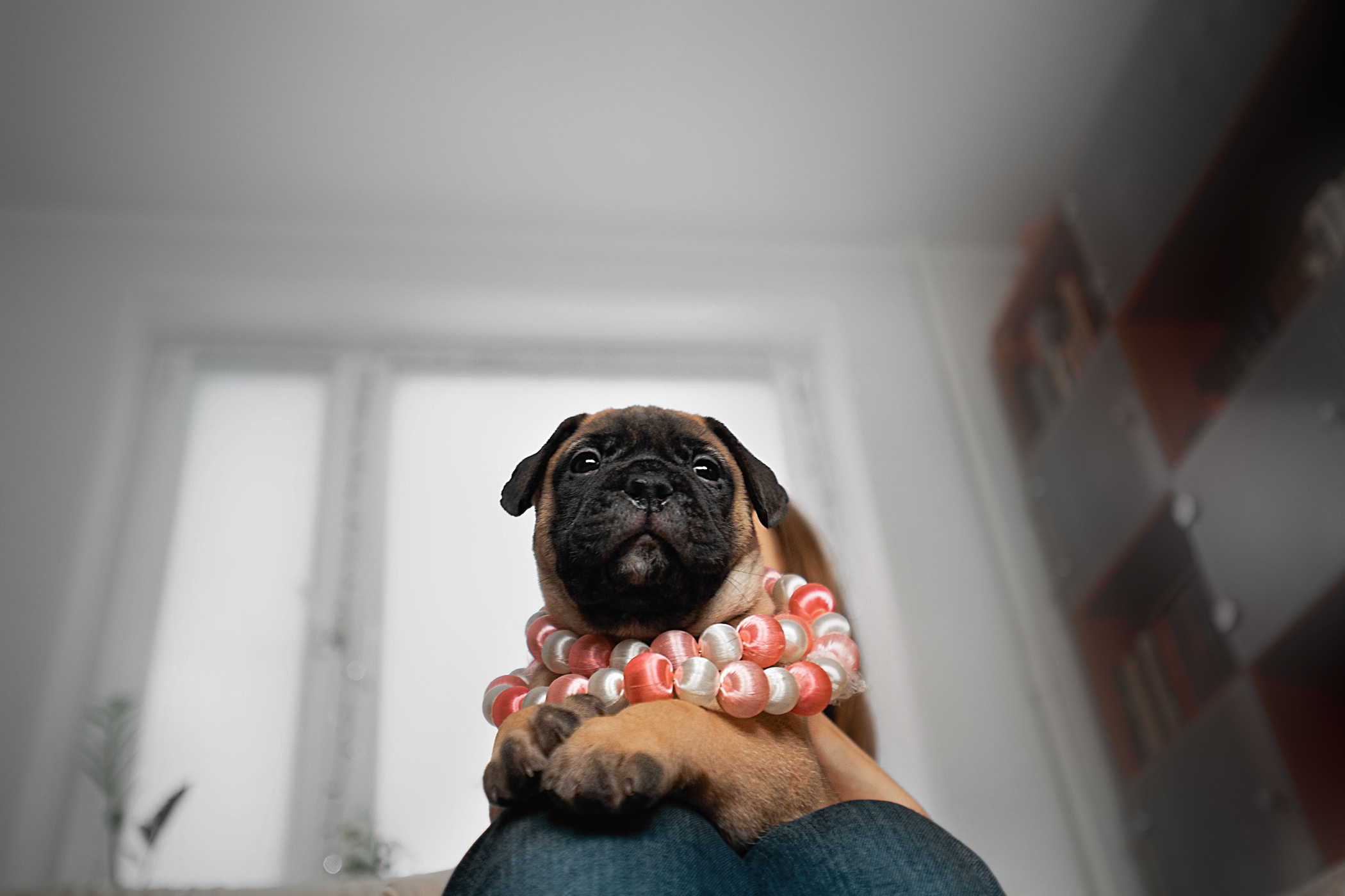 Семейная съемка с щенками. Фотограф — анималист Саратов/Москва|Плужникова Юлия