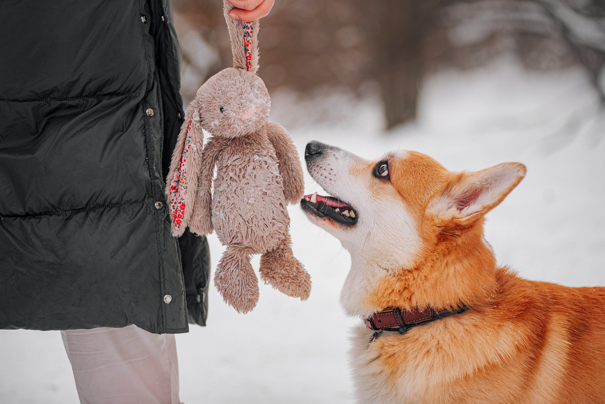 Нортон и его семья. Фотограф — анималист Саратов/Москва|Плужникова Юлия