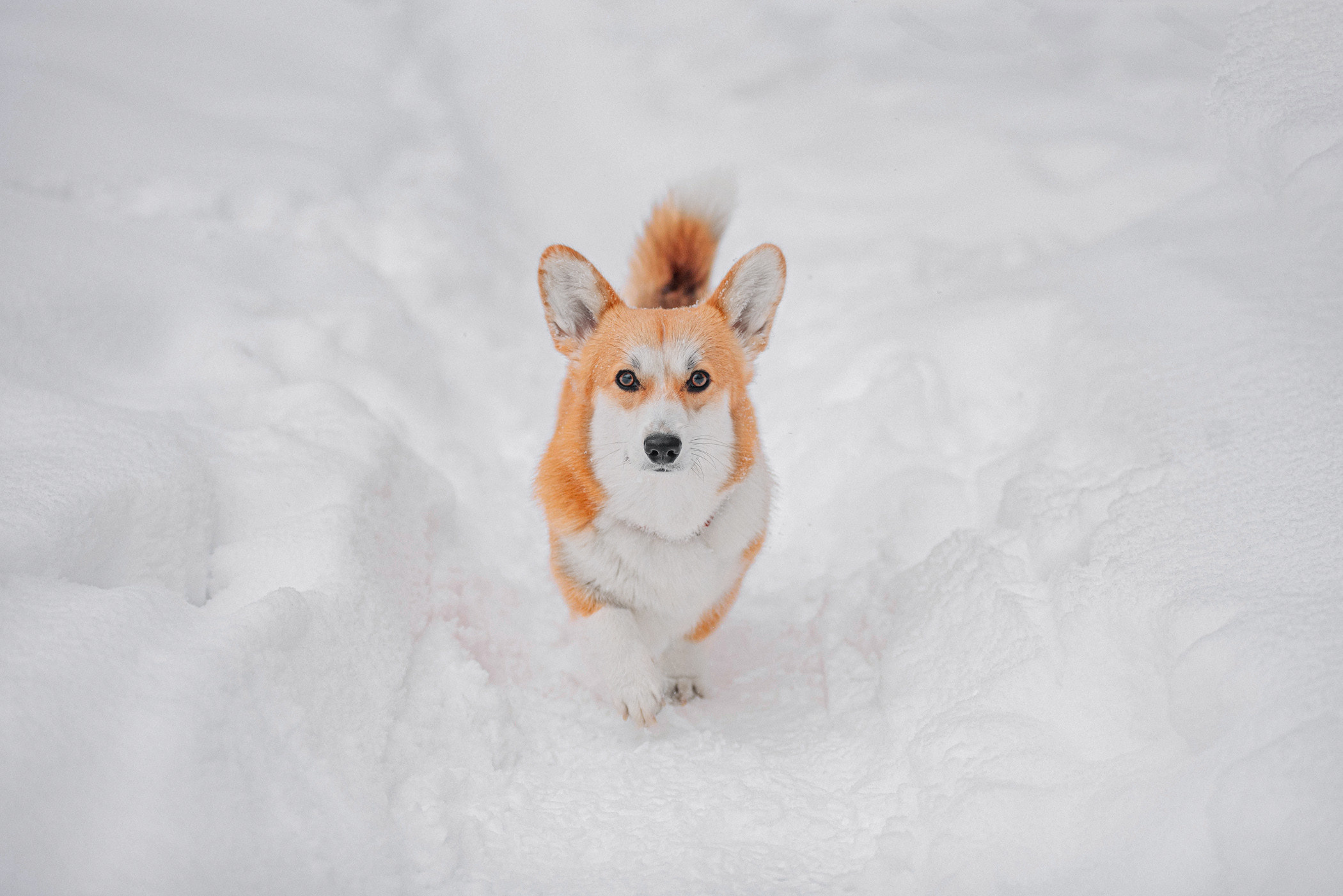 Корги Ежа и Даша — победители розыгрыша. Фотограф — анималист Саратов/Москва|Плужникова Юлия