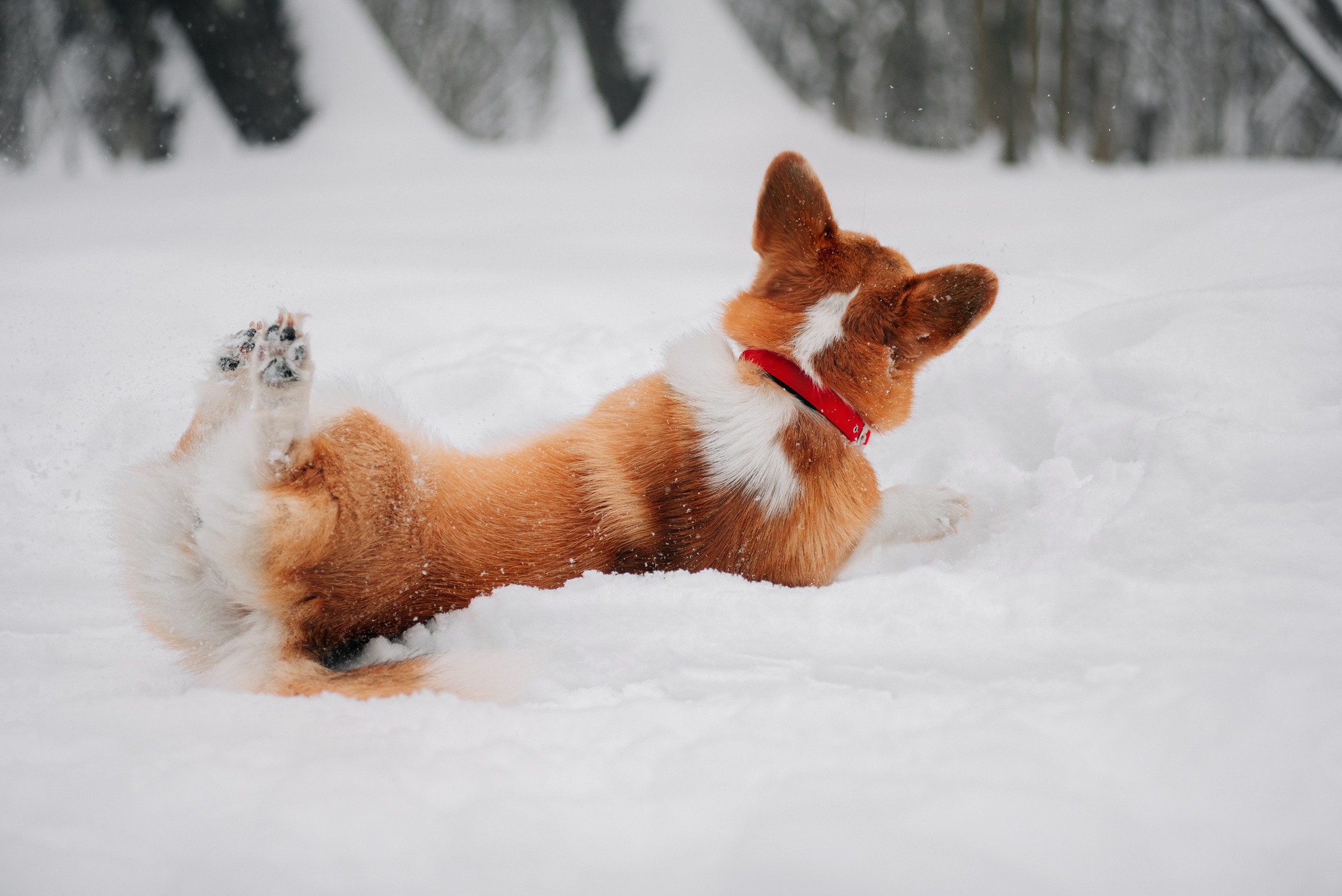 Корги Ежа и Даша — победители розыгрыша. Фотограф — анималист Саратов/Москва|Плужникова Юлия