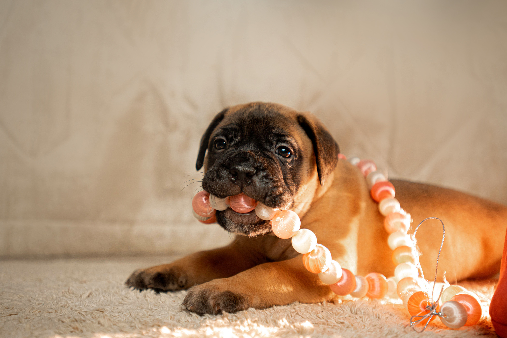 Семейная съемка с щенками. Фотограф — анималист Саратов/Москва|Плужникова Юлия