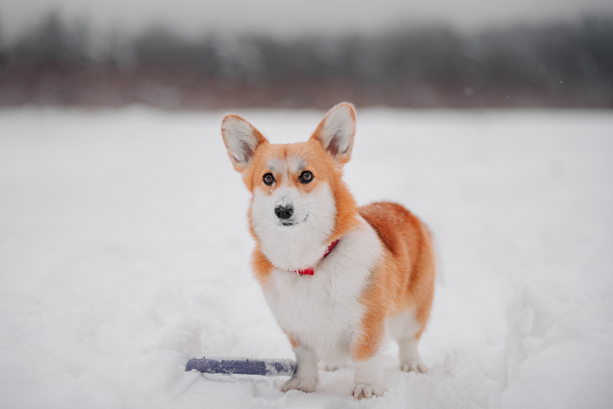 Корги Ежа и Даша — победители розыгрыша. Фотограф — анималист Саратов/Москва|Плужникова Юлия