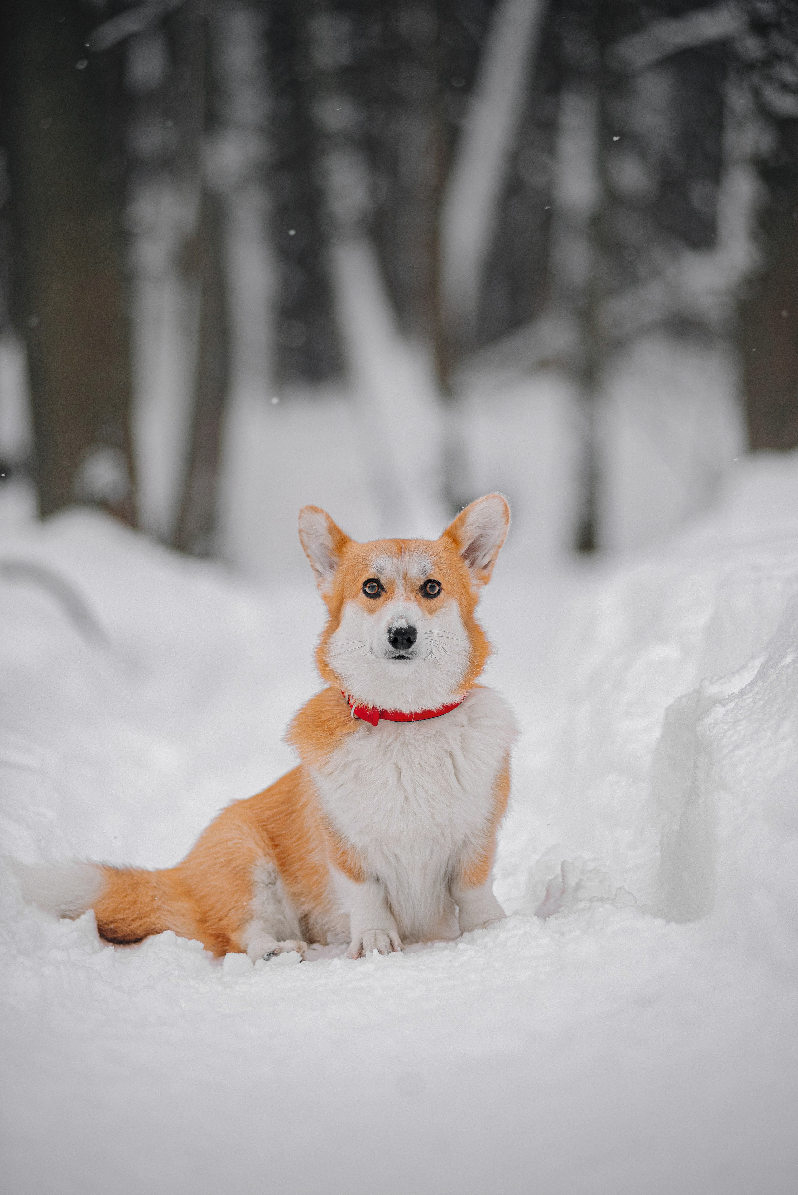 Корги Ежа и Даша — победители розыгрыша. Фотограф — анималист Саратов/Москва|Плужникова Юлия