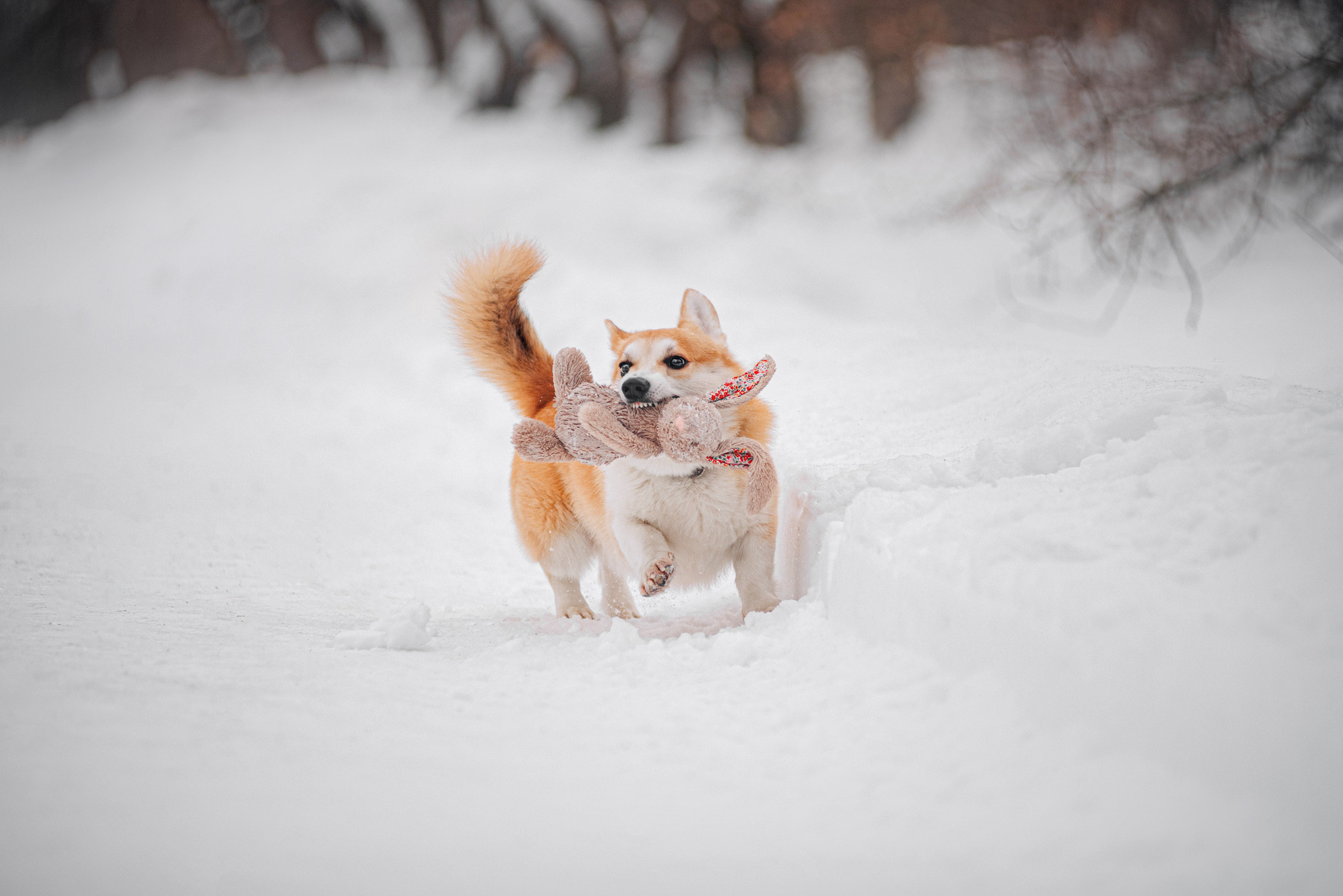 Нортон и его семья. Фотограф — анималист Саратов/Москва|Плужникова Юлия