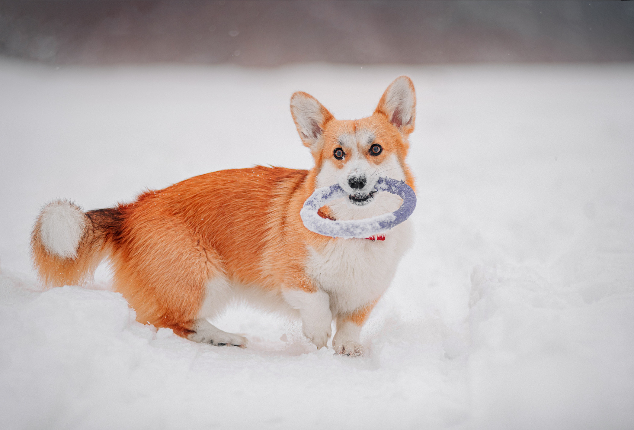 Корги Ежа и Даша — победители розыгрыша. Фотограф — анималист Саратов/Москва|Плужникова Юлия