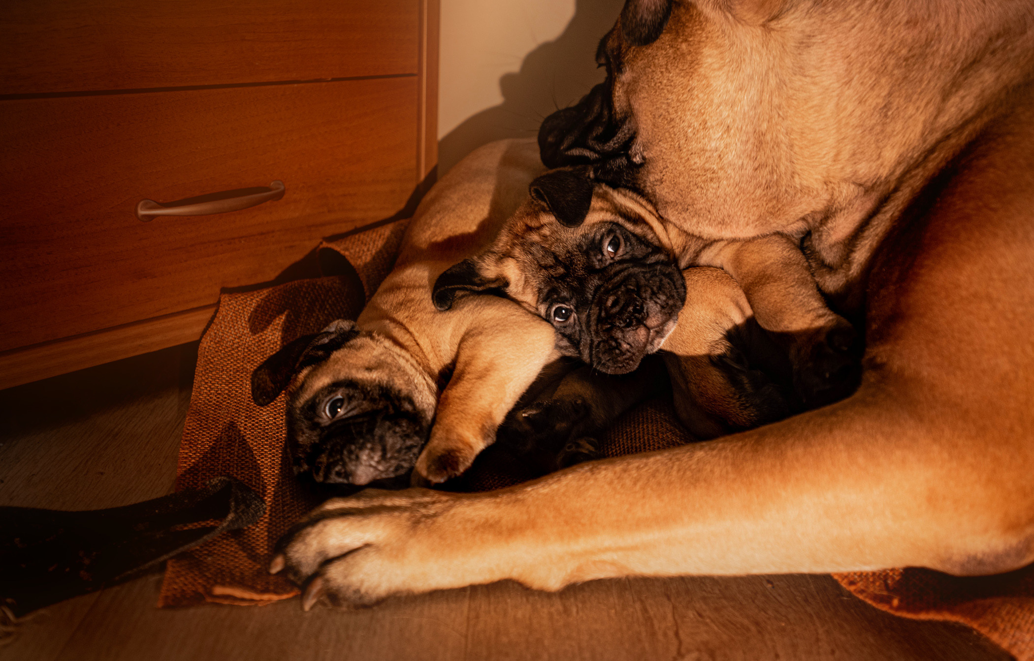 Семейная съемка с щенками. Фотограф — анималист Саратов/Москва|Плужникова Юлия