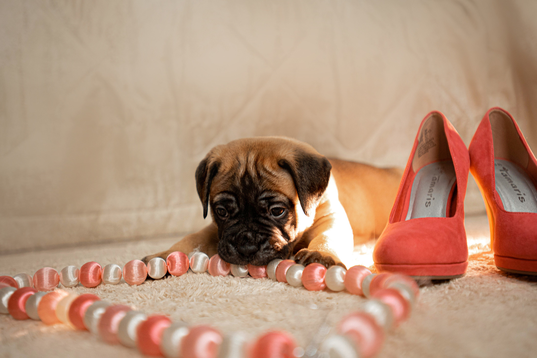 Семейная съемка с щенками. Фотограф — анималист Саратов/Москва|Плужникова Юлия