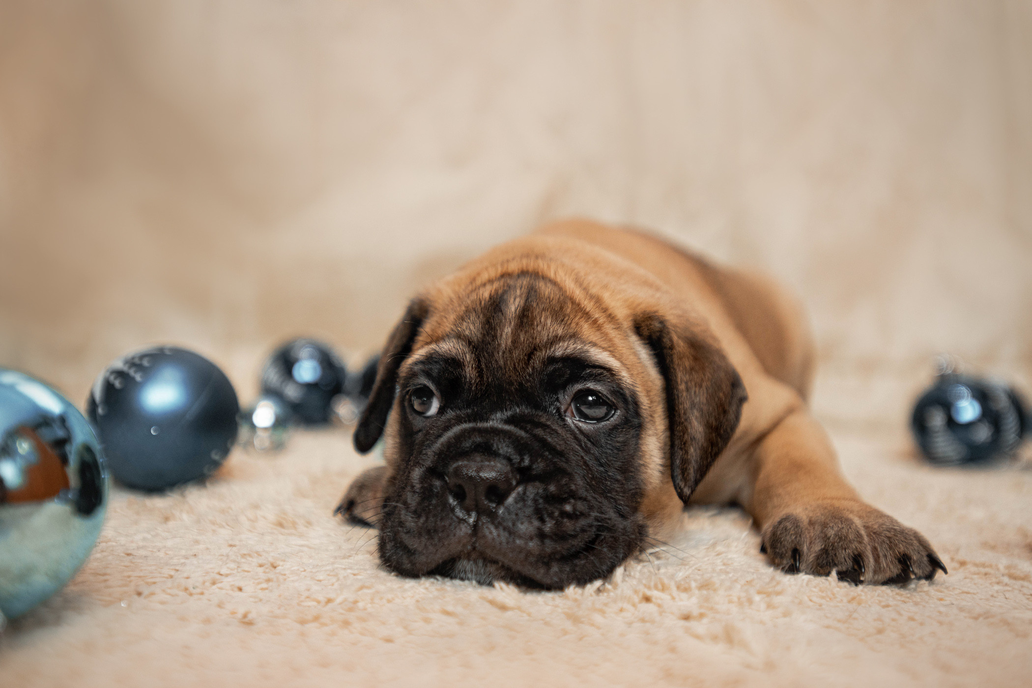 Семейная съемка с щенками. Фотограф — анималист Саратов/Москва|Плужникова Юлия