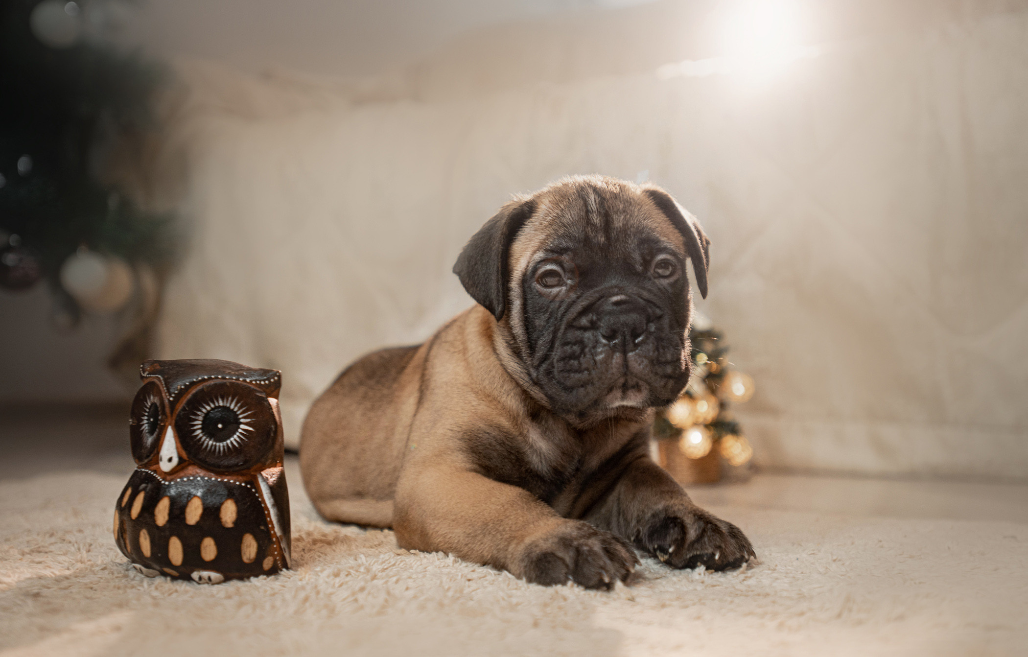 Семейная съемка с щенками. Фотограф — анималист Саратов/Москва|Плужникова Юлия