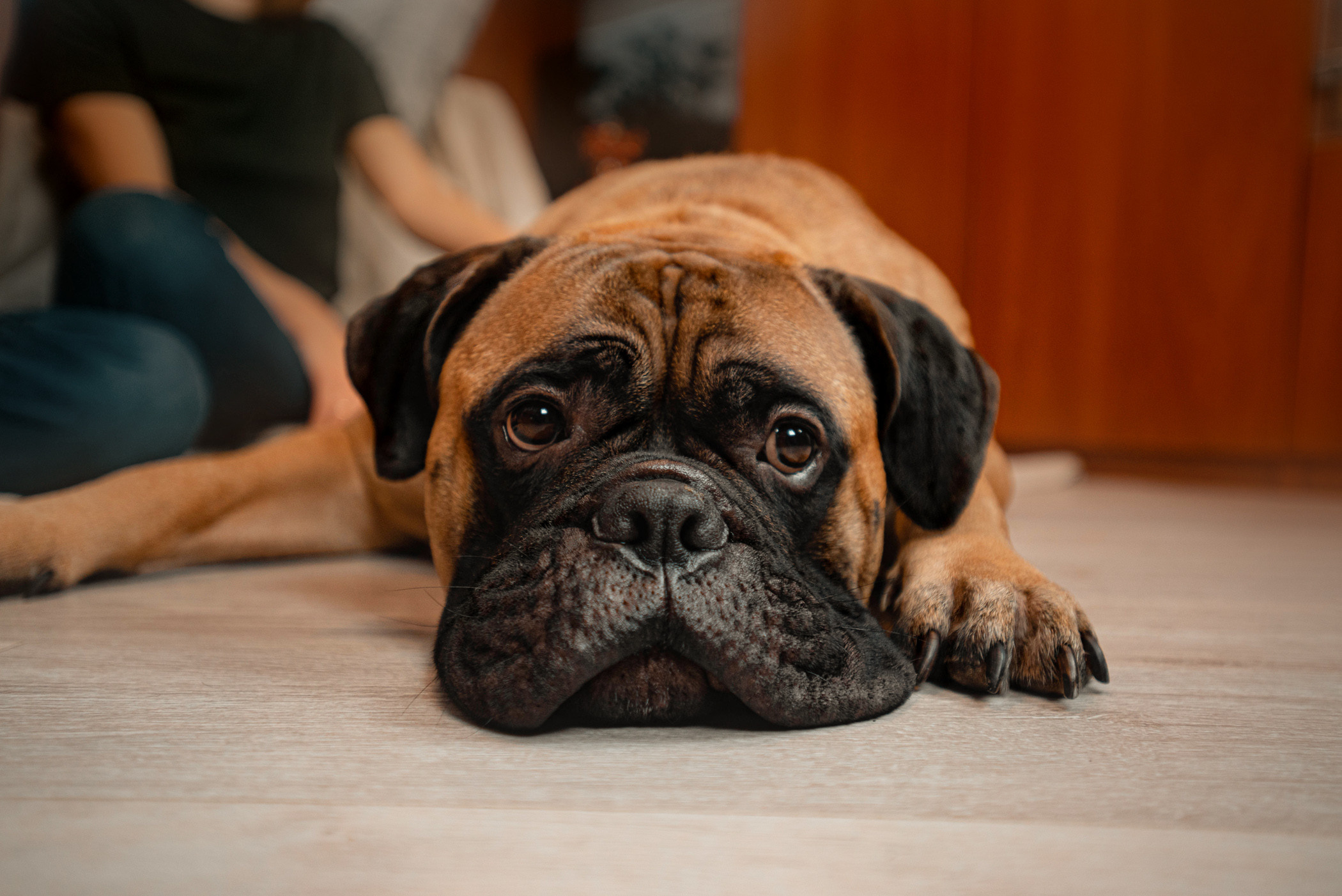 Семейная съемка с щенками. Фотограф — анималист Саратов/Москва|Плужникова Юлия