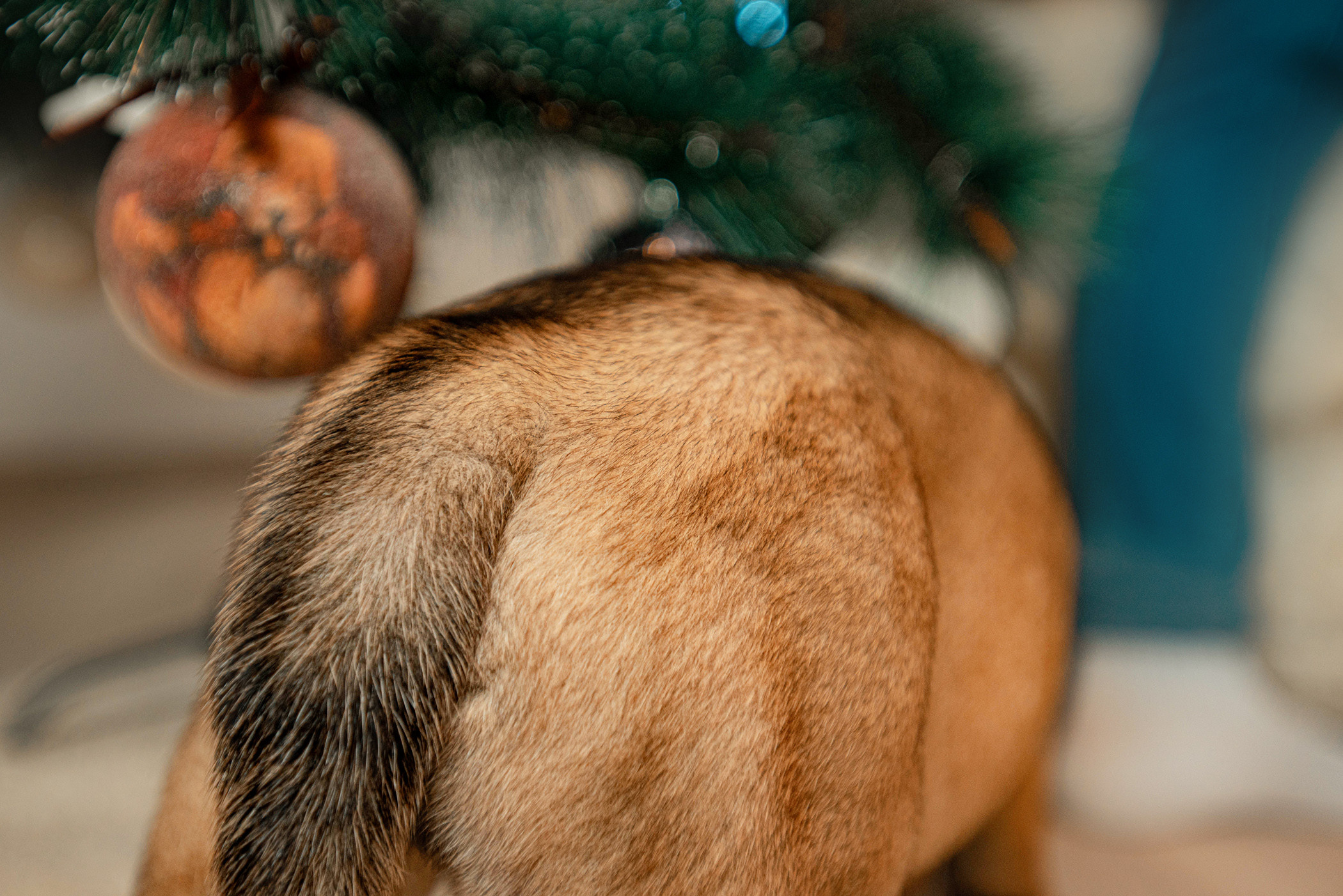 Семейная съемка с щенками. Фотограф — анималист Саратов/Москва|Плужникова Юлия