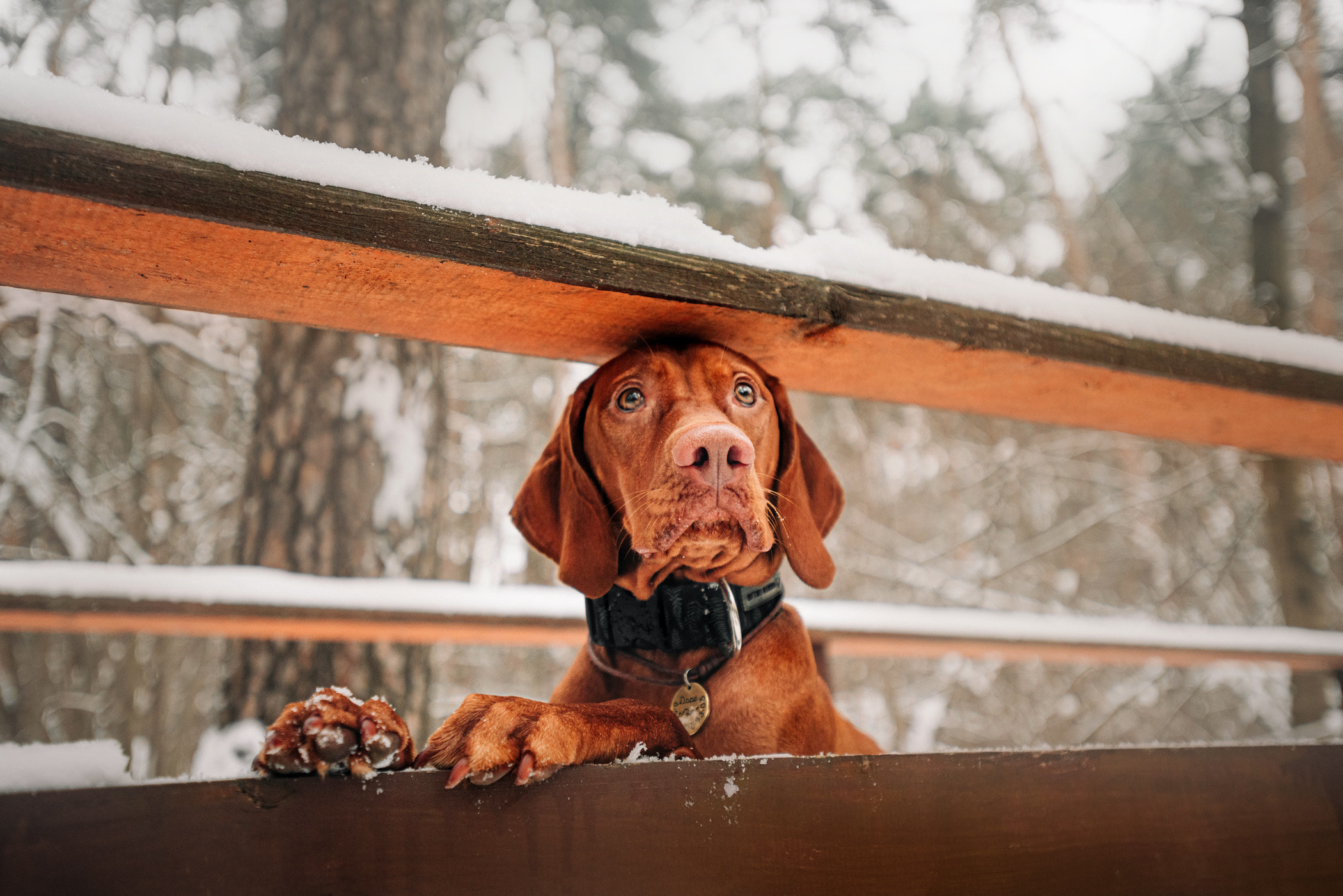 Семья Доры — прогулка с Леной и Лешей. Фотограф — анималист Саратов/Москва|Плужникова Юлия