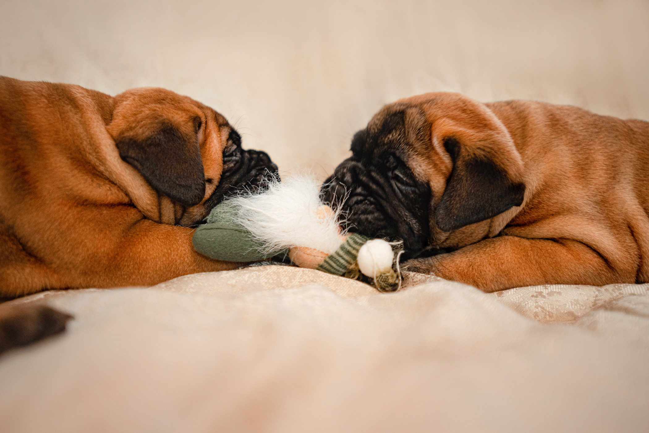 Семейная съемка с щенками. Фотограф — анималист Саратов/Москва|Плужникова Юлия