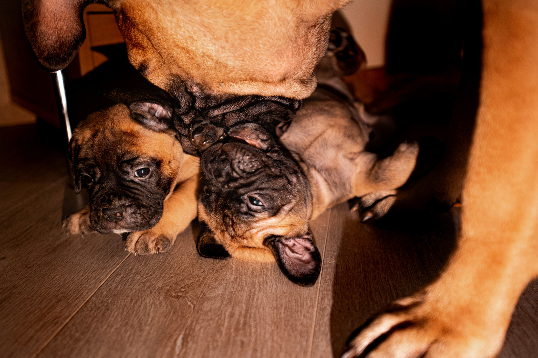 Семейная съемка с щенками. Фотограф — анималист Саратов/Москва|Плужникова Юлия