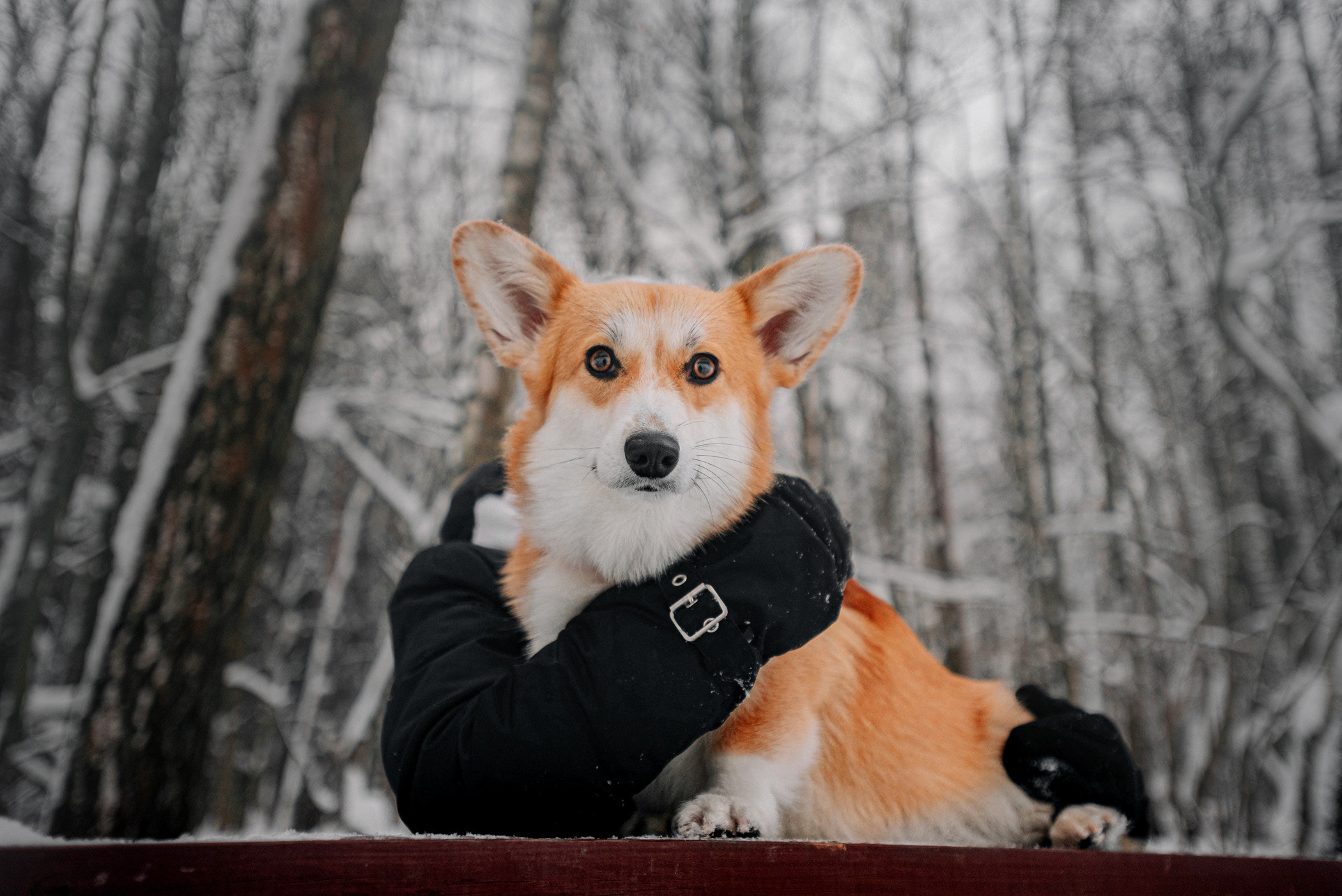 Корги Ежа и Даша — победители розыгрыша. Фотограф — анималист Саратов/Москва|Плужникова Юлия