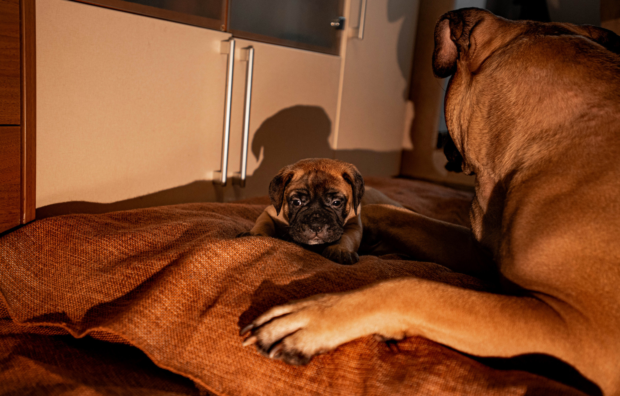 Семейная съемка с щенками. Фотограф — анималист Саратов/Москва|Плужникова Юлия