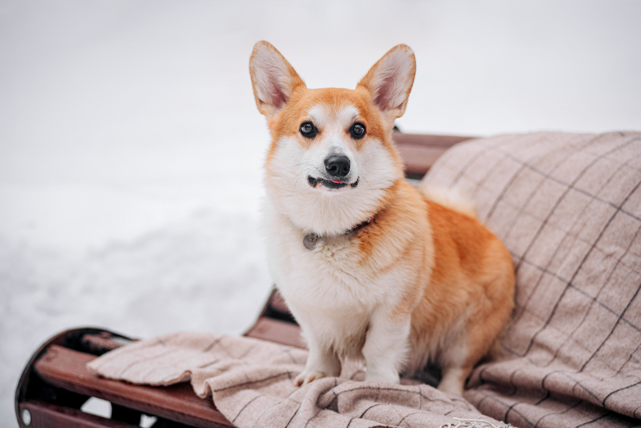 Нортон и его семья. Фотограф — анималист Саратов/Москва|Плужникова Юлия
