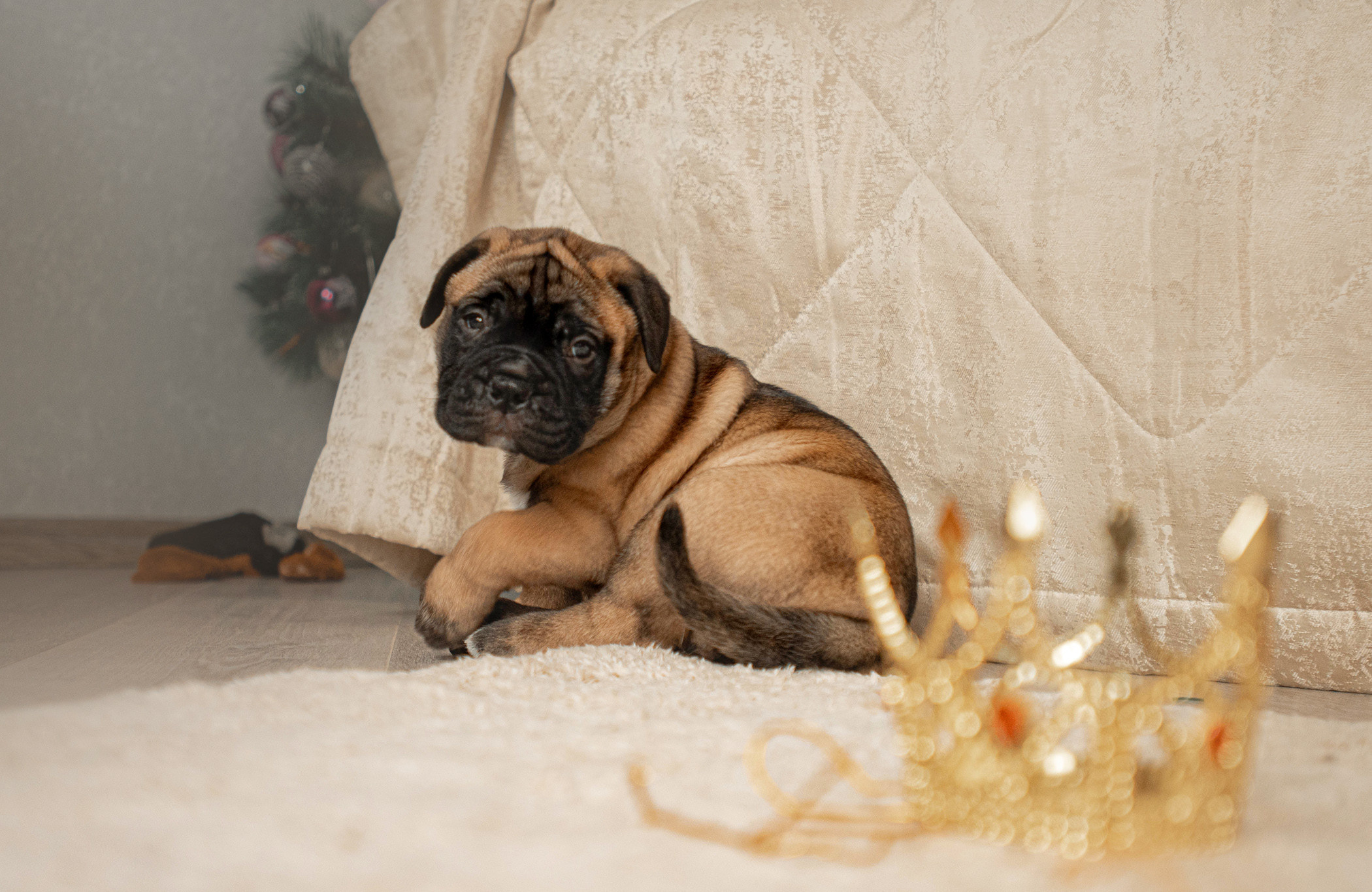 Семейная съемка с щенками. Фотограф — анималист Саратов/Москва|Плужникова Юлия