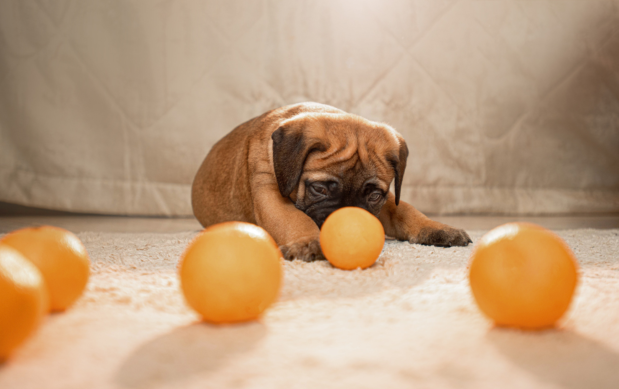 Семейная съемка с щенками. Фотограф — анималист Саратов/Москва|Плужникова Юлия