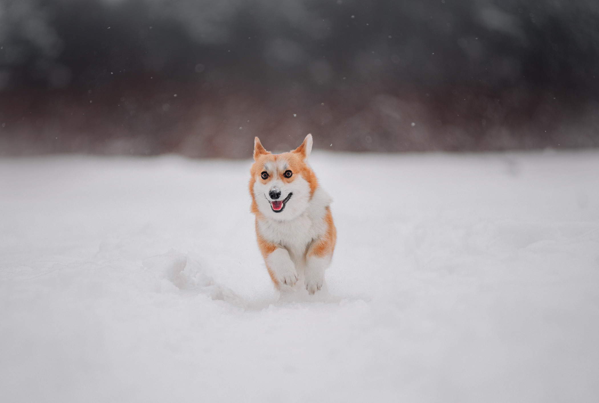 Корги Ежа и Даша — победители розыгрыша. Фотограф — анималист Саратов/Москва|Плужникова Юлия