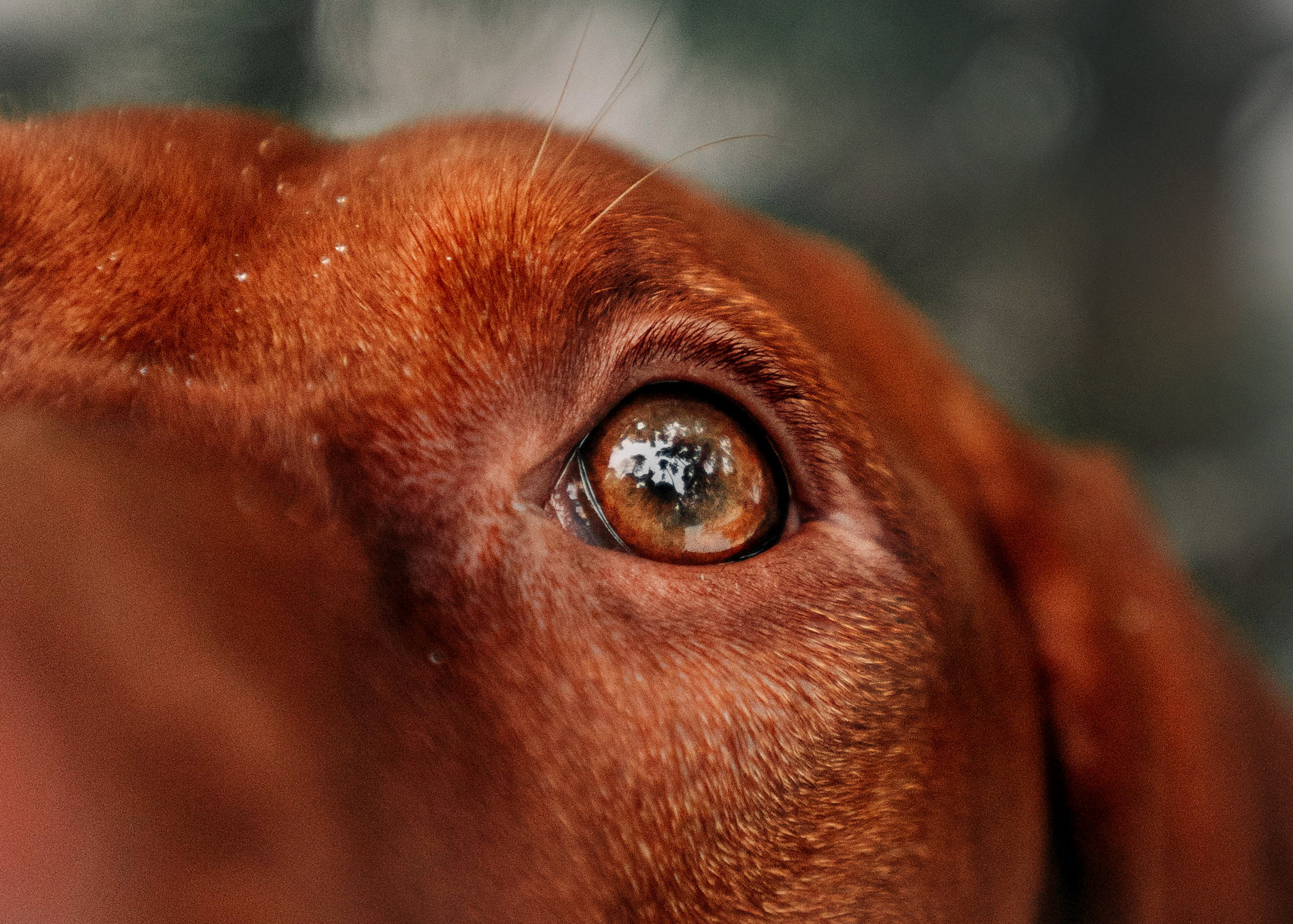 Семья Доры — прогулка с Леной и Лешей. Фотограф — анималист Саратов/Москва|Плужникова Юлия
